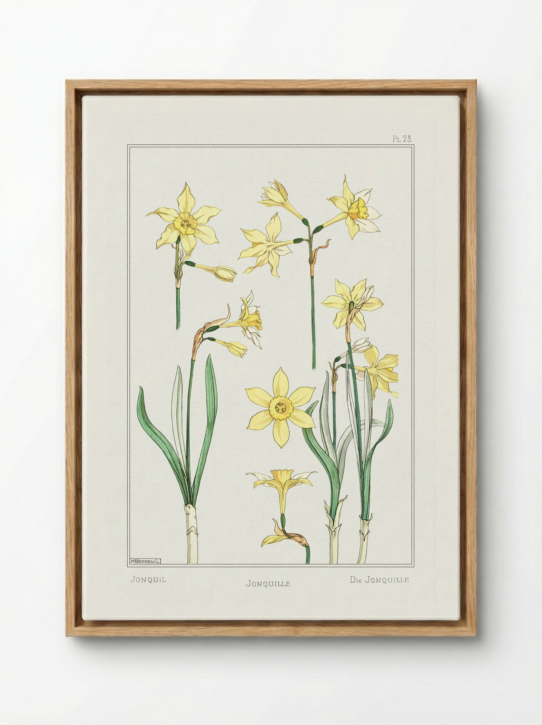Jonquille or Jonquil - Maurice Pillard Verneuil - Framed Canvas Wood