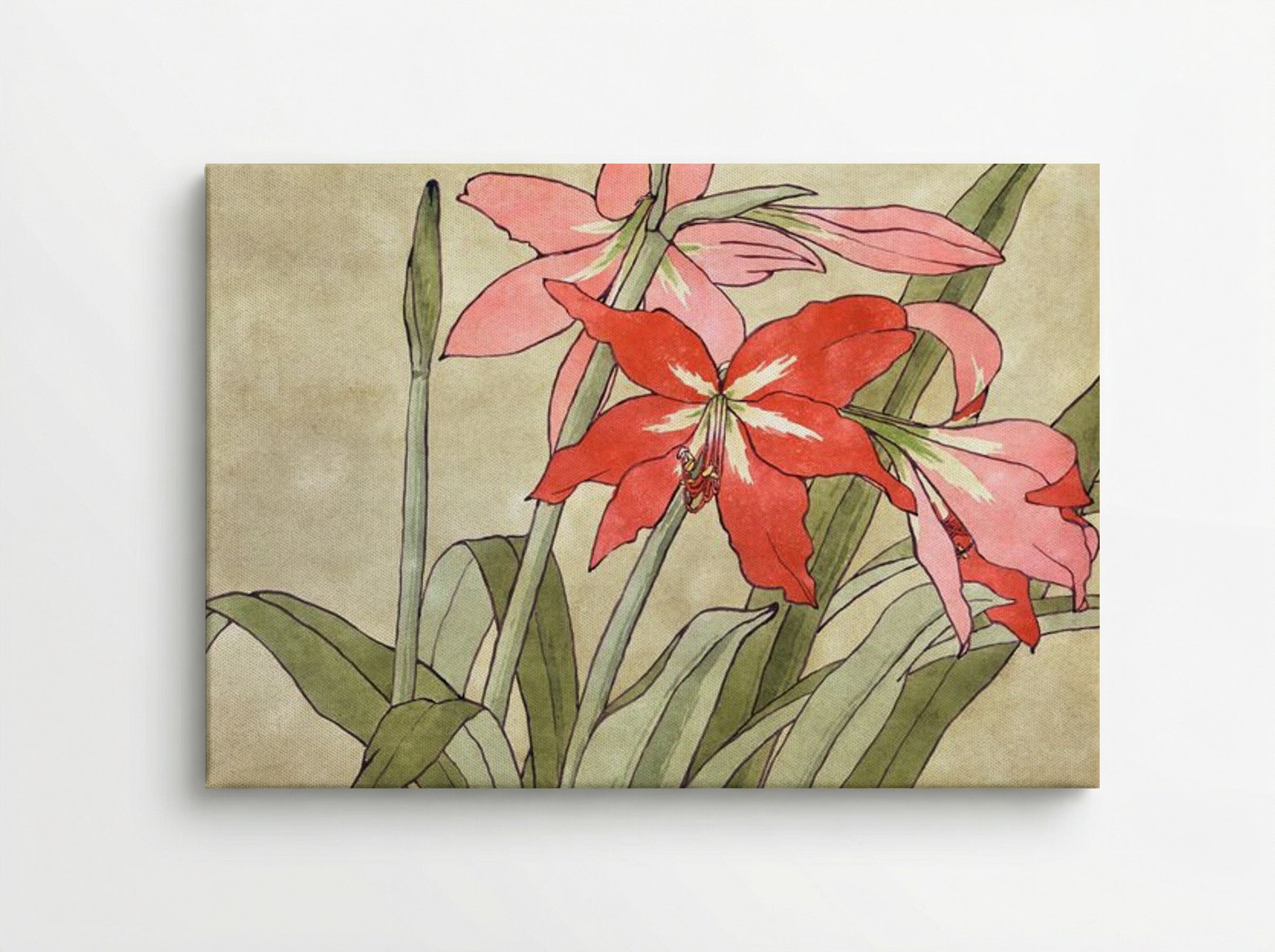Amaryllis - Hannah Borger Overbeck - Canvas