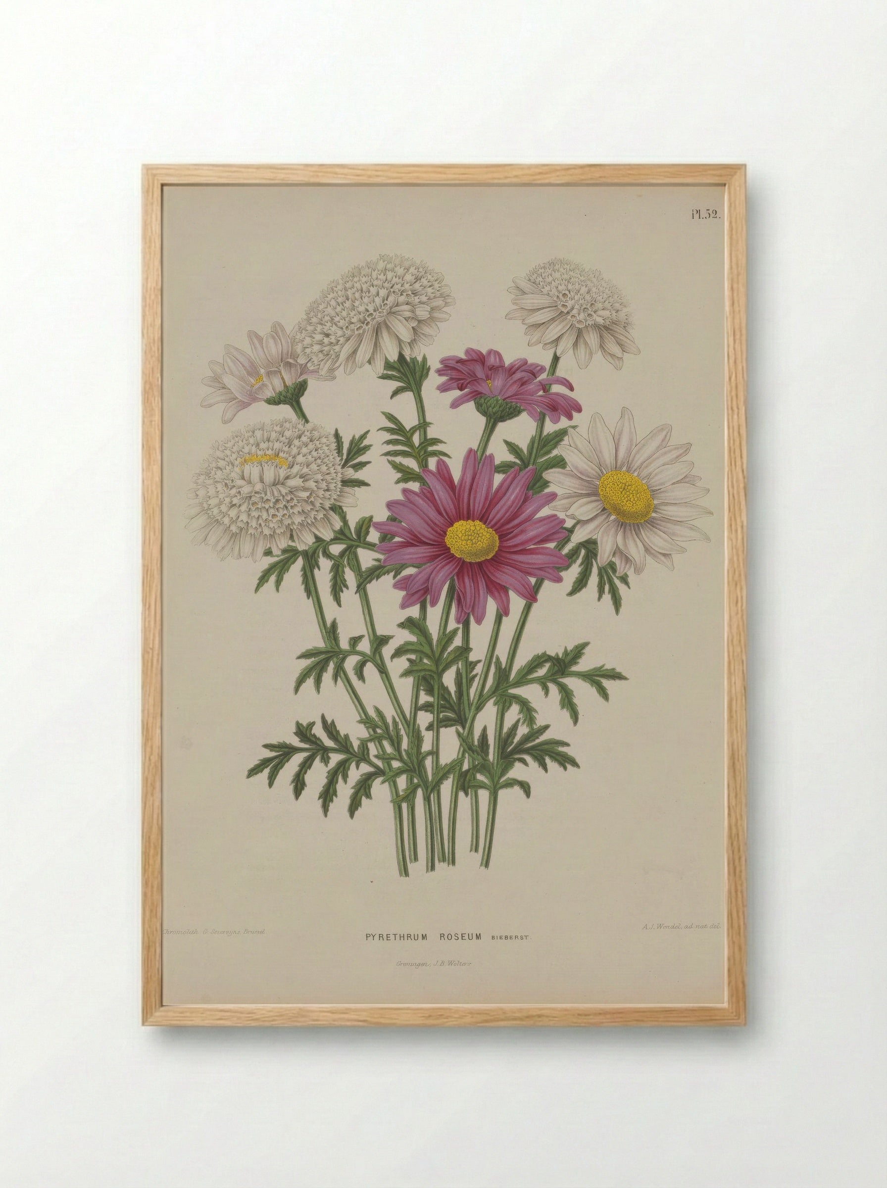 Chrysanthemum Coccineum Willd. - A. J. Wendel - Framed Print Wood