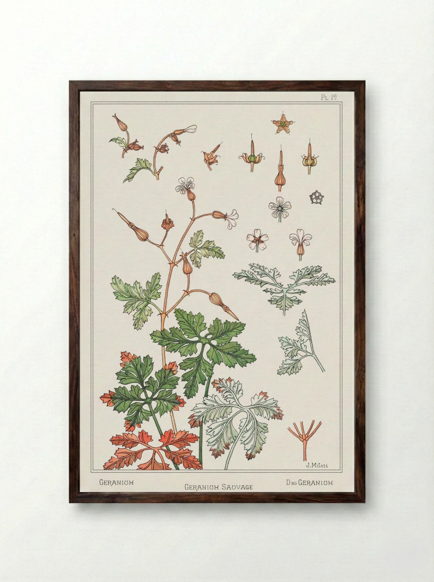 Geranium sauvage (Geranium) - Maurice Pillard Verneuil - Framed Print Dark Wood