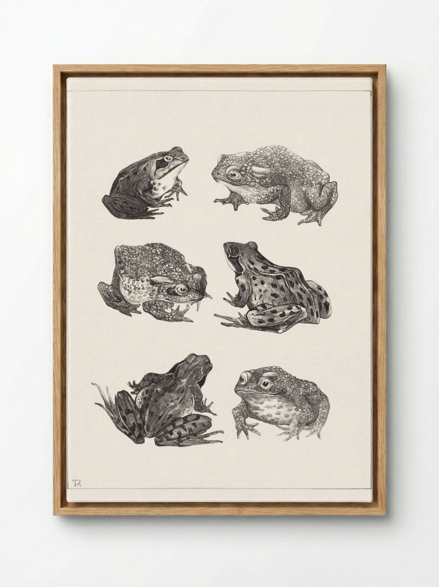 Six Frogs and Toads - Theo van Hoytema - Framed Canvas Wood