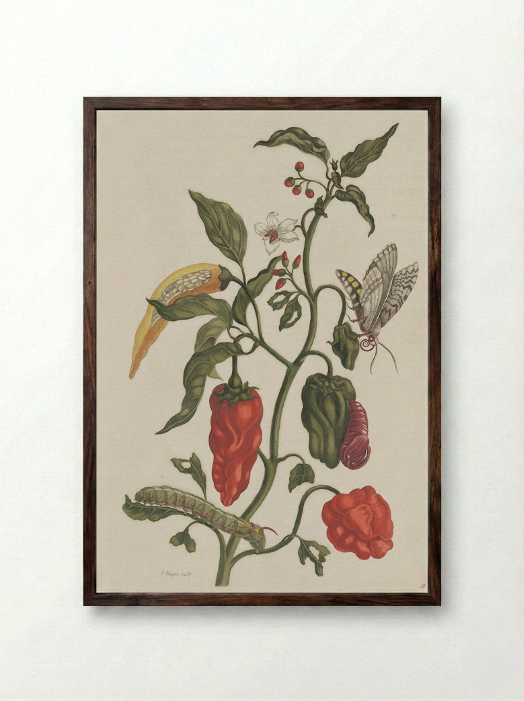Metamorphosis insectorum Surinamensium - Maria Sibylla Merian - Framed Print Dark Wood