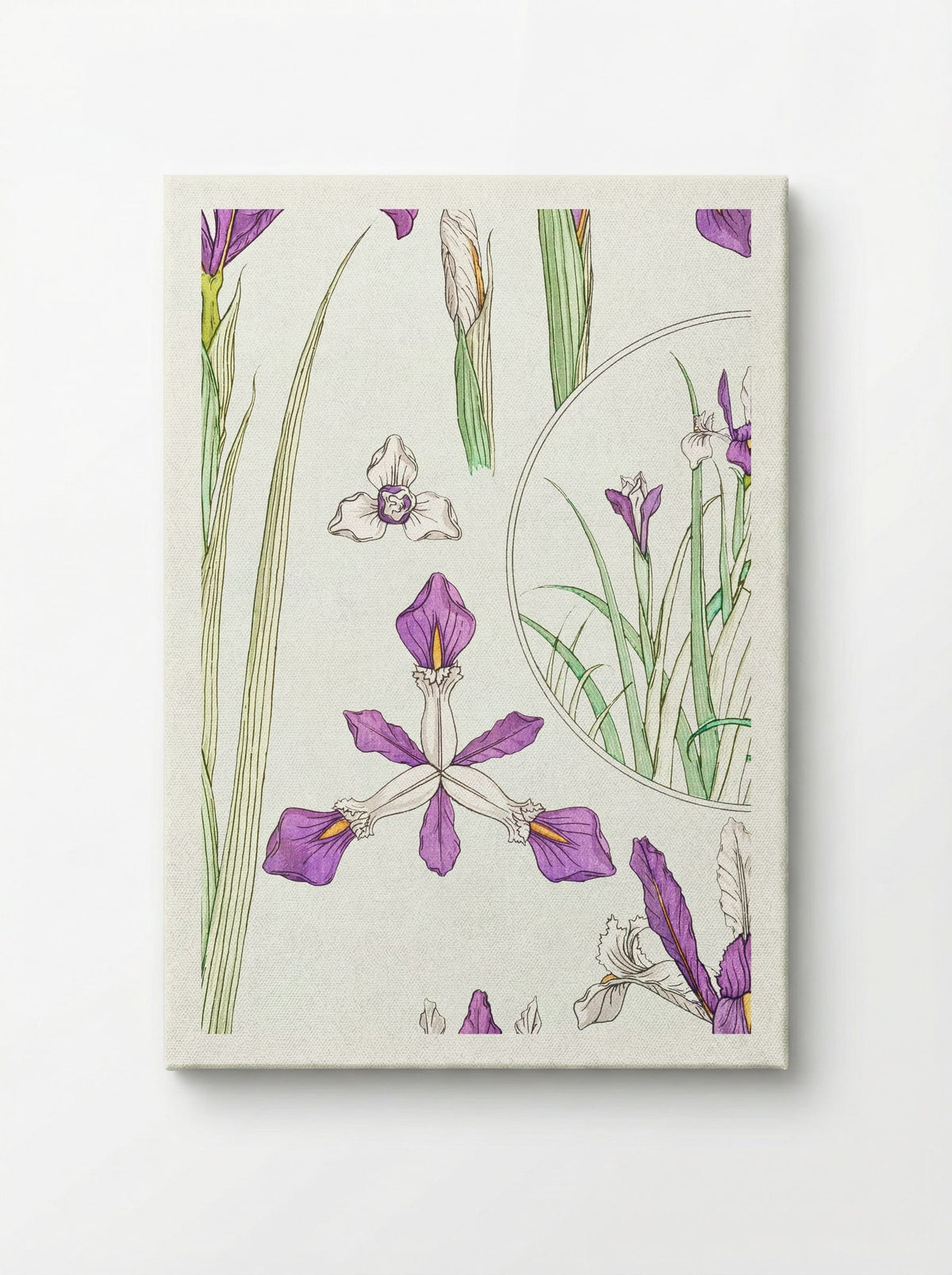 Iris, from La Plante et ses Applications ornementales - Maurice Pillard Verneuil - Canvas