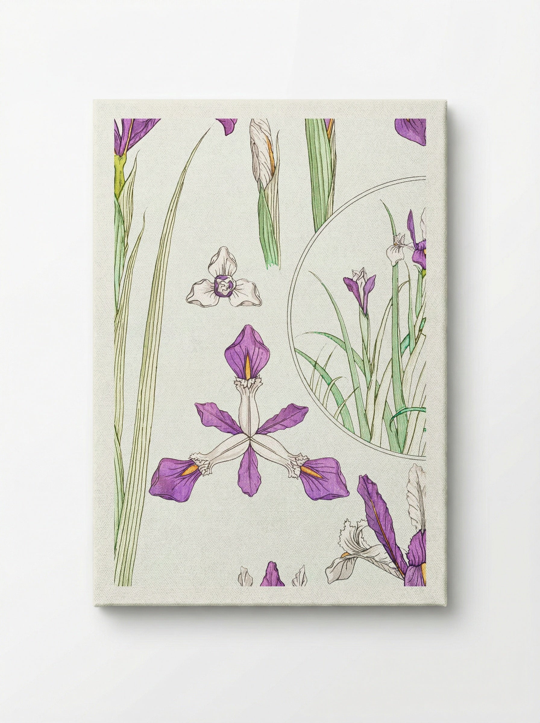 Iris, from La Plante et ses Applications ornementales - Maurice Pillard Verneuil - Canvas