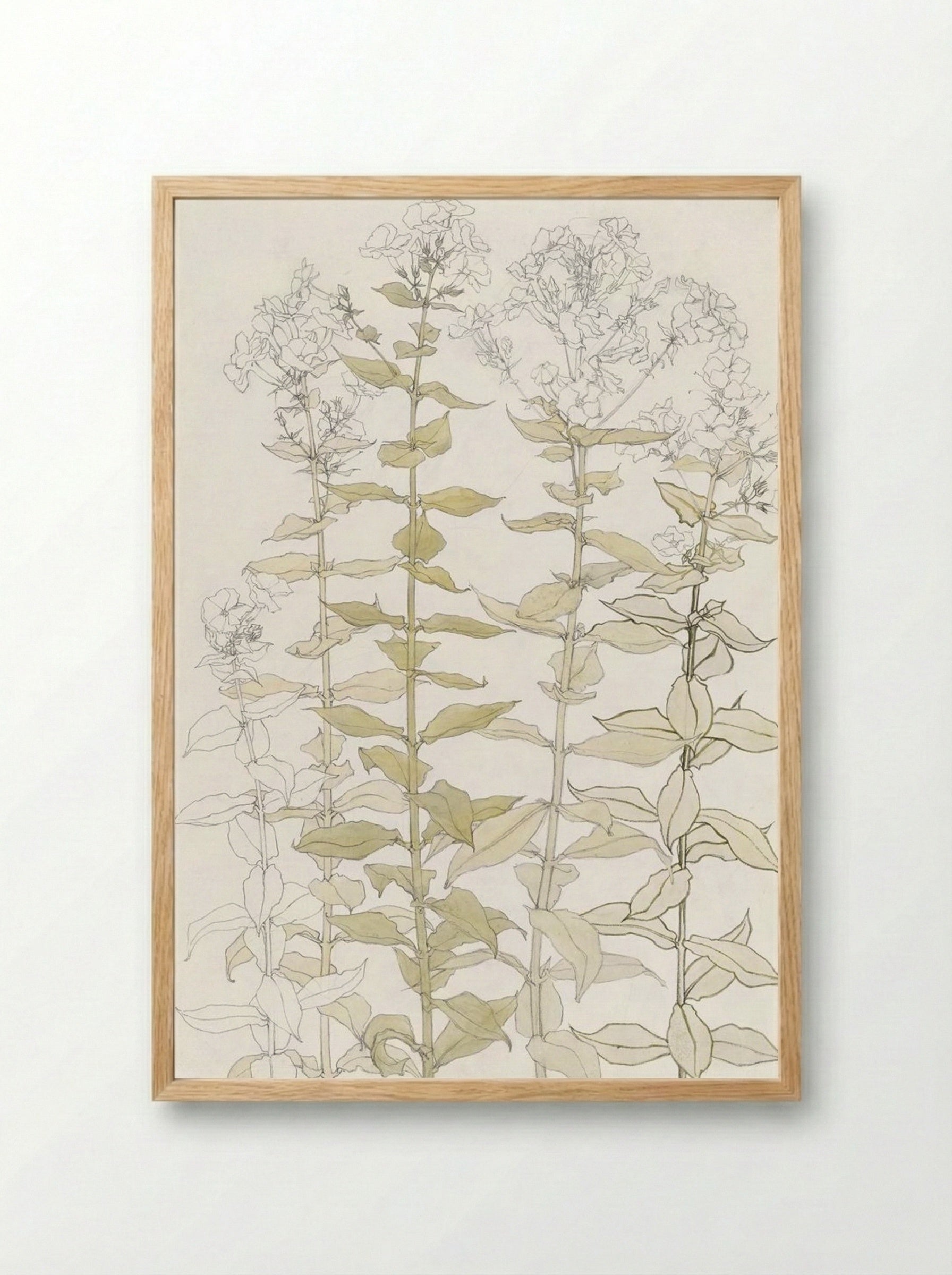 Phlox (Colour Sketch) - Julie de Graag - Framed Print Wood