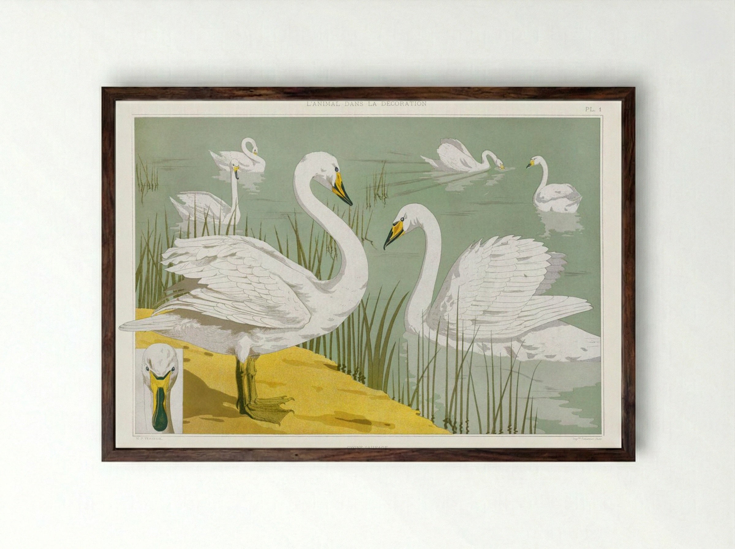 Cygne Sauvage (Wild Swan) from L'animal dans la décoration - Maurice Pillard Verneuil - Framed Print Dark Wood