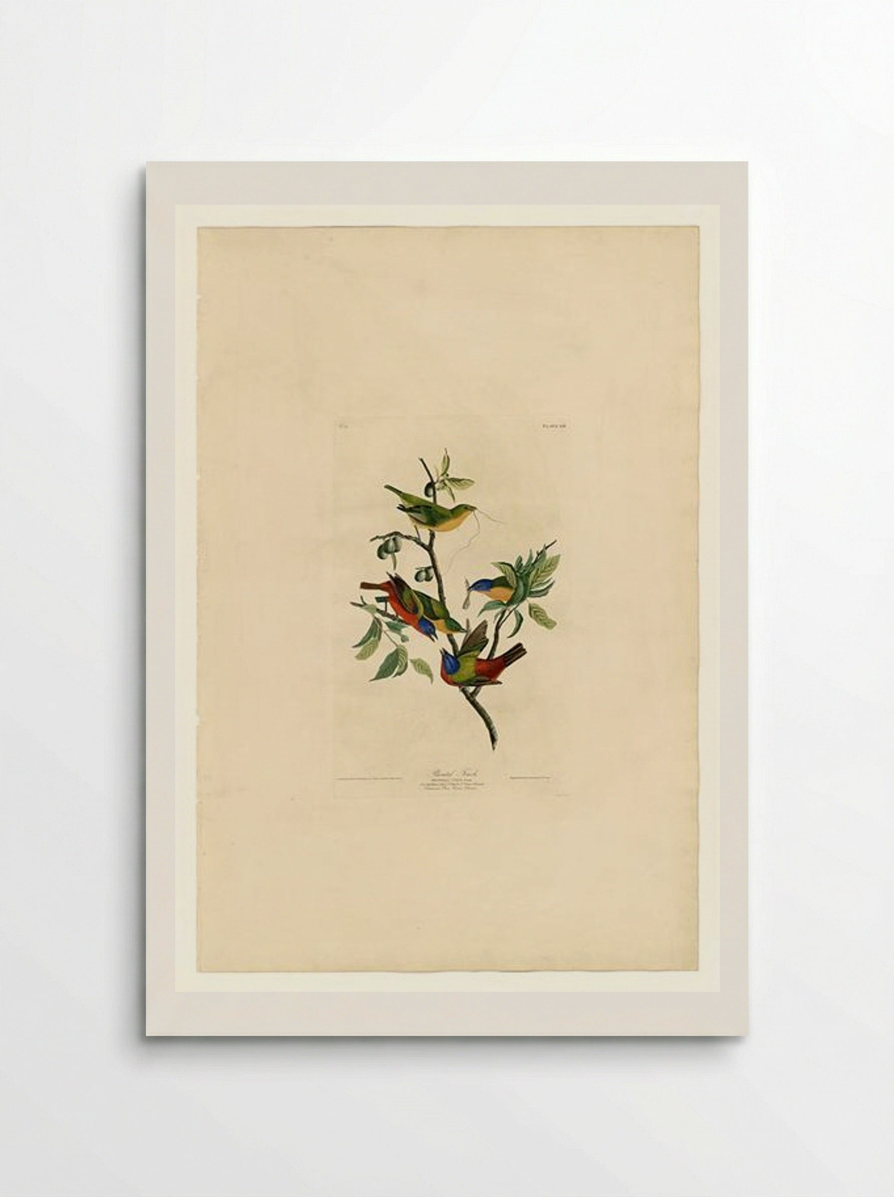 Plate 53. Painted Finch - John James Audubon - Poster