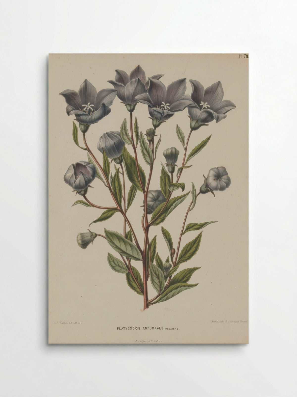 Campanula Grandiflora Jacq. - A. J. Wendel - Poster