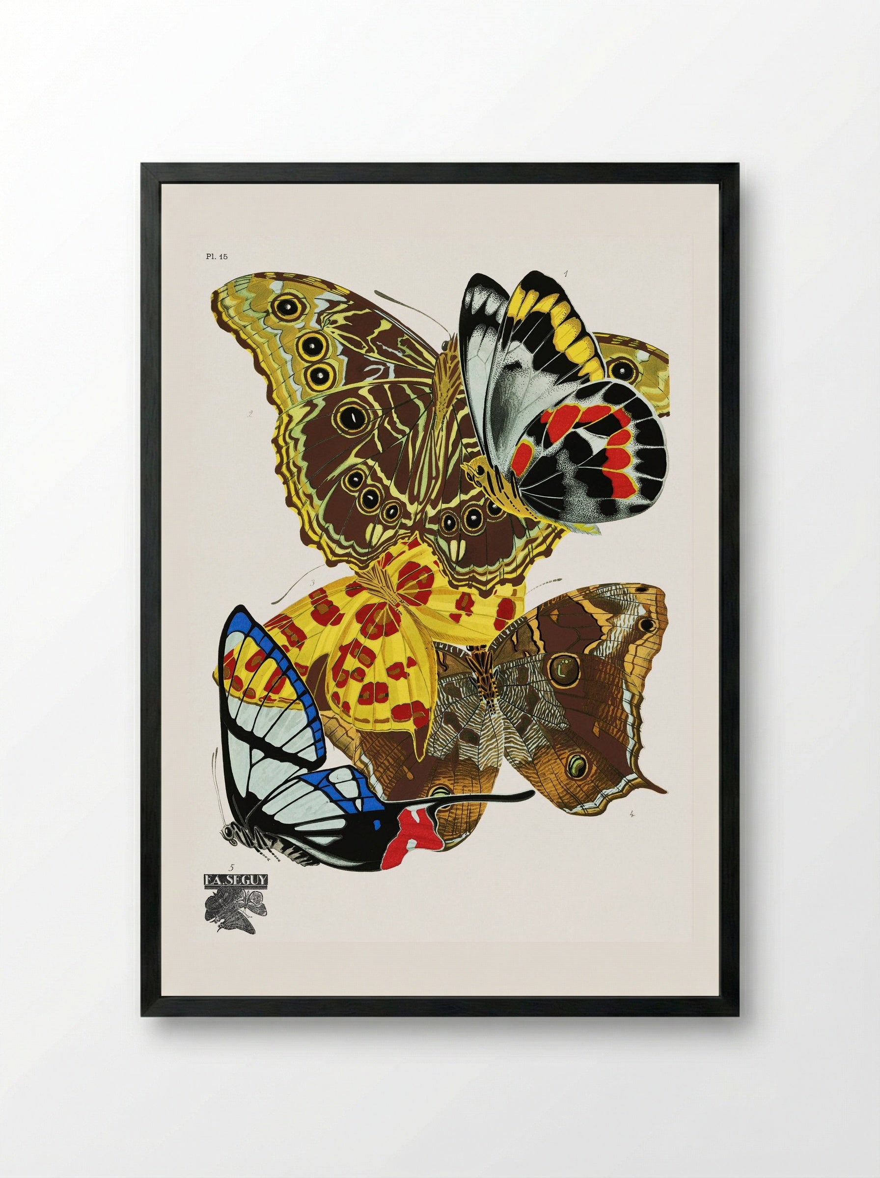 Butterflies (Plate 15) - Émile-Allain Séguy - Framed Print Black