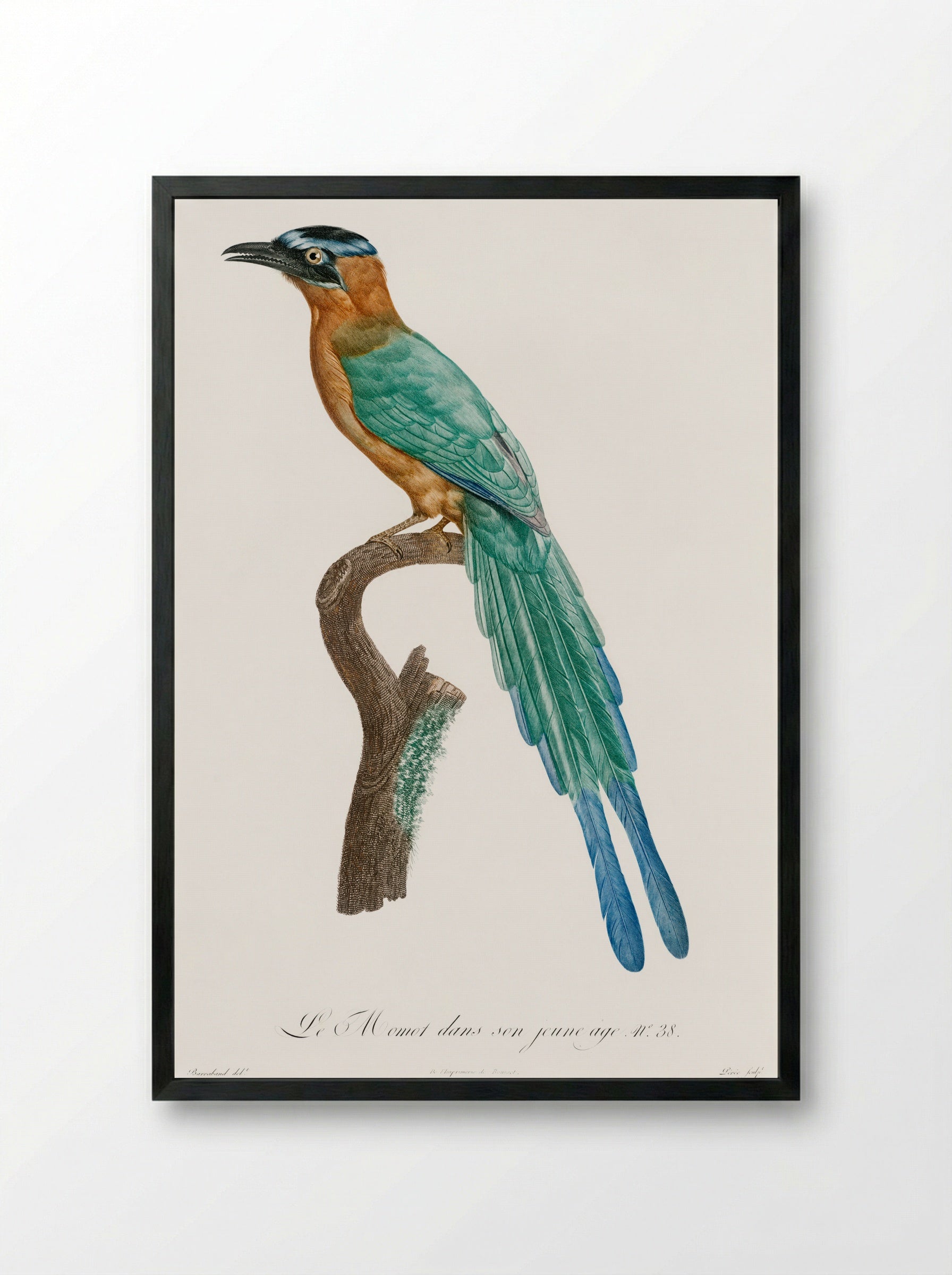 Young Motmot - Jacques Barraband - Framed Print Black
