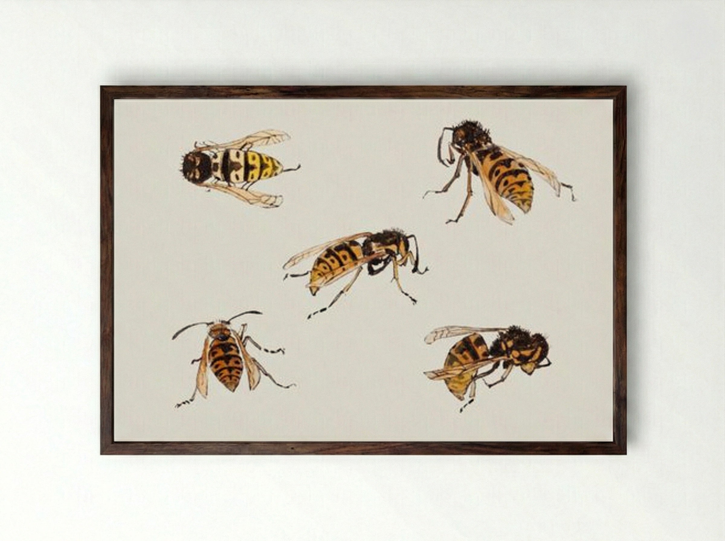 Studies of Wasps - Julie de Graag - Framed Print Dark Wood