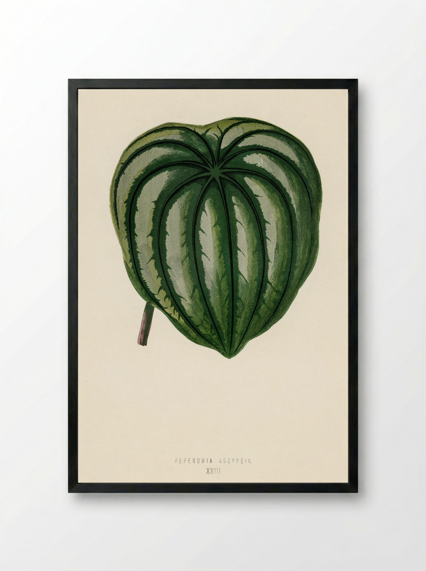 Pepper Elder (Peperomia Aroypeia) - Benjamin Fawcett - Framed Print Black