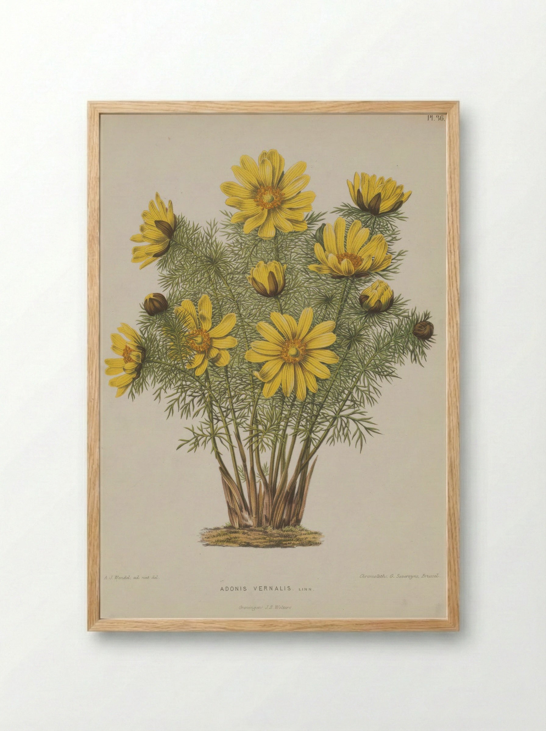 Adonis Vernalis L. - A. J. Wendel - Framed Print Wood