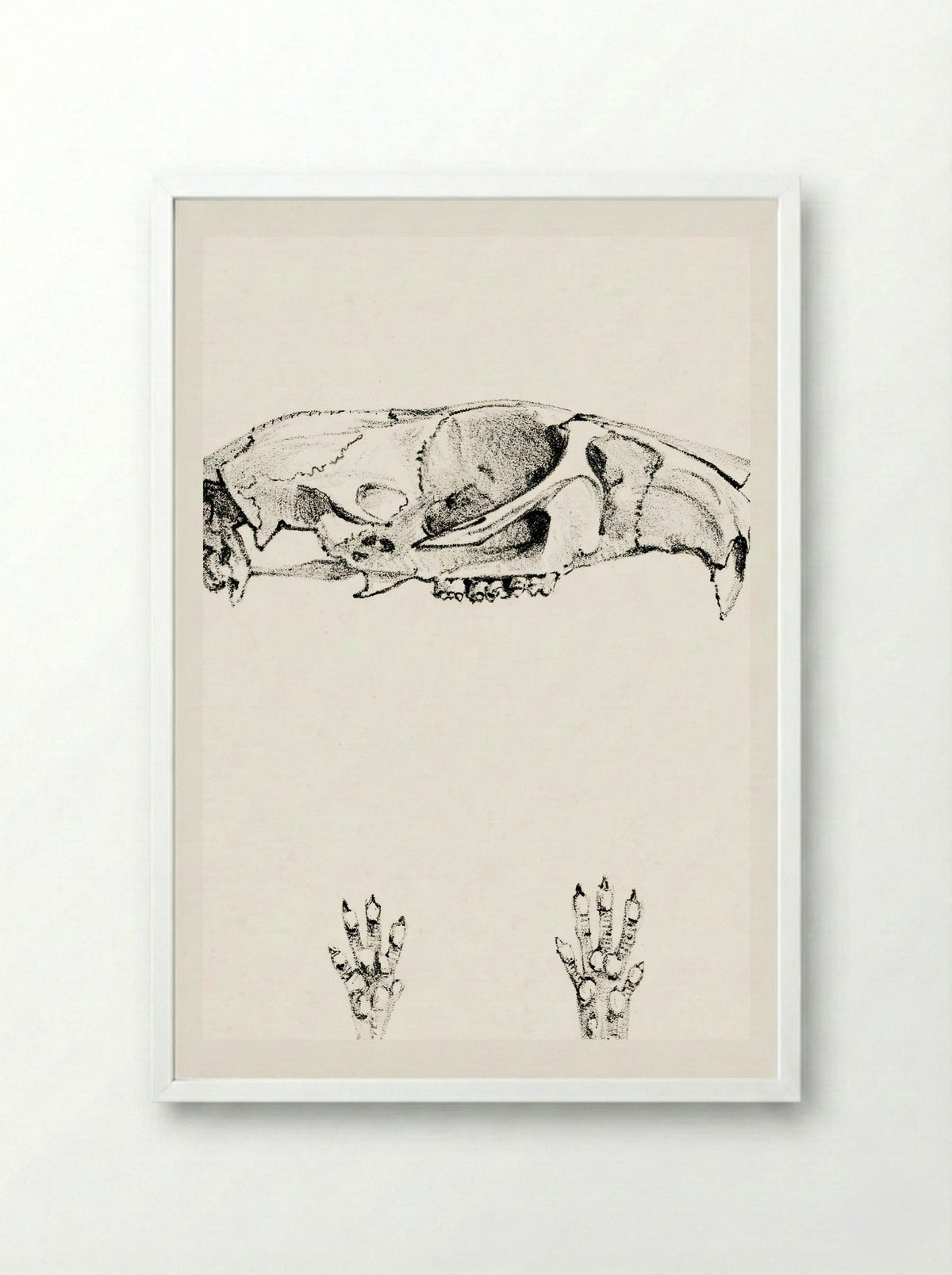 Knaagdierschedels (Rodent Skulls) - Theo van Hoytema - Framed Print White