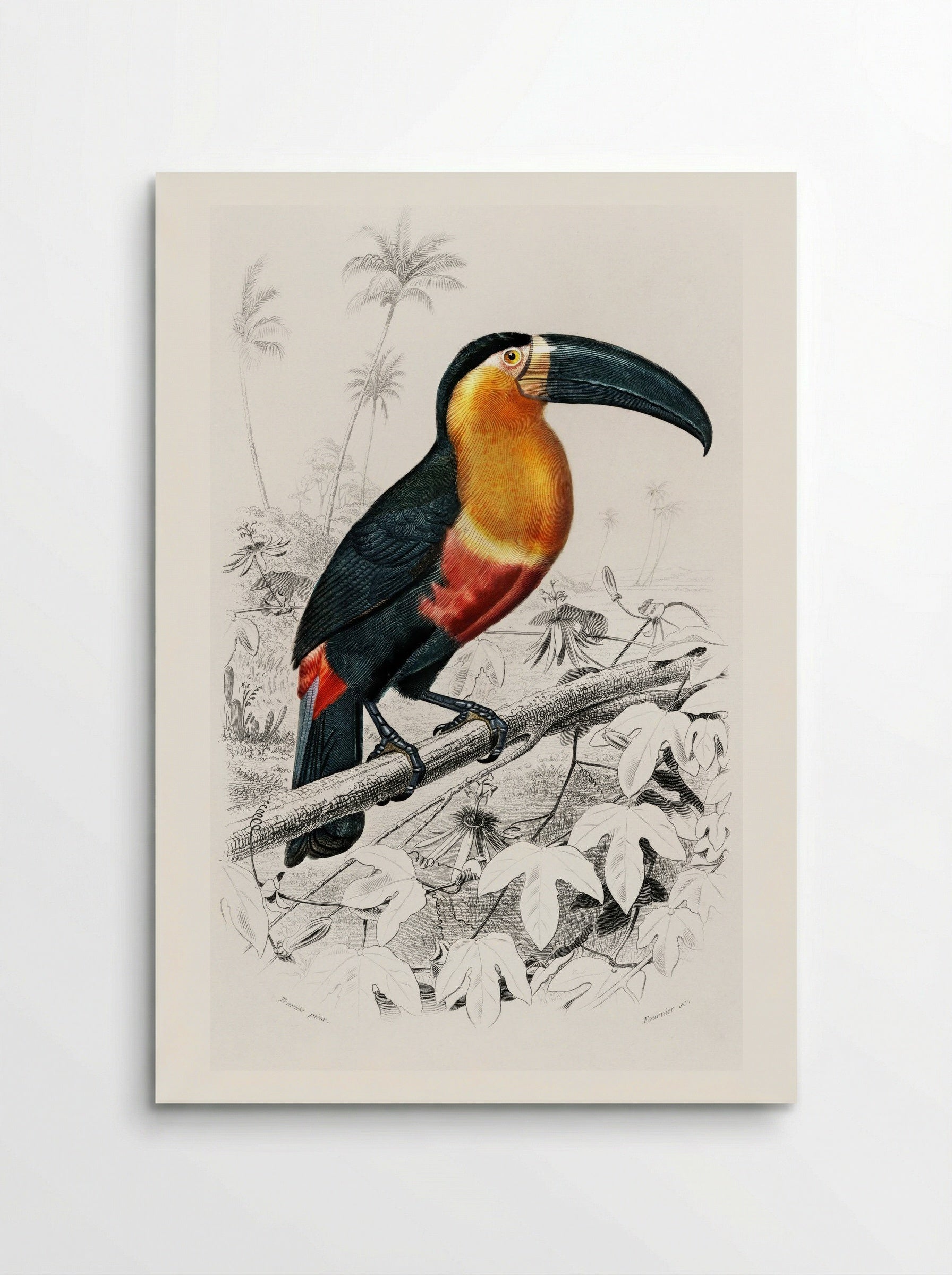 Toucan (Ramphastos) - Charles Dessalines D'Orbigny - Poster