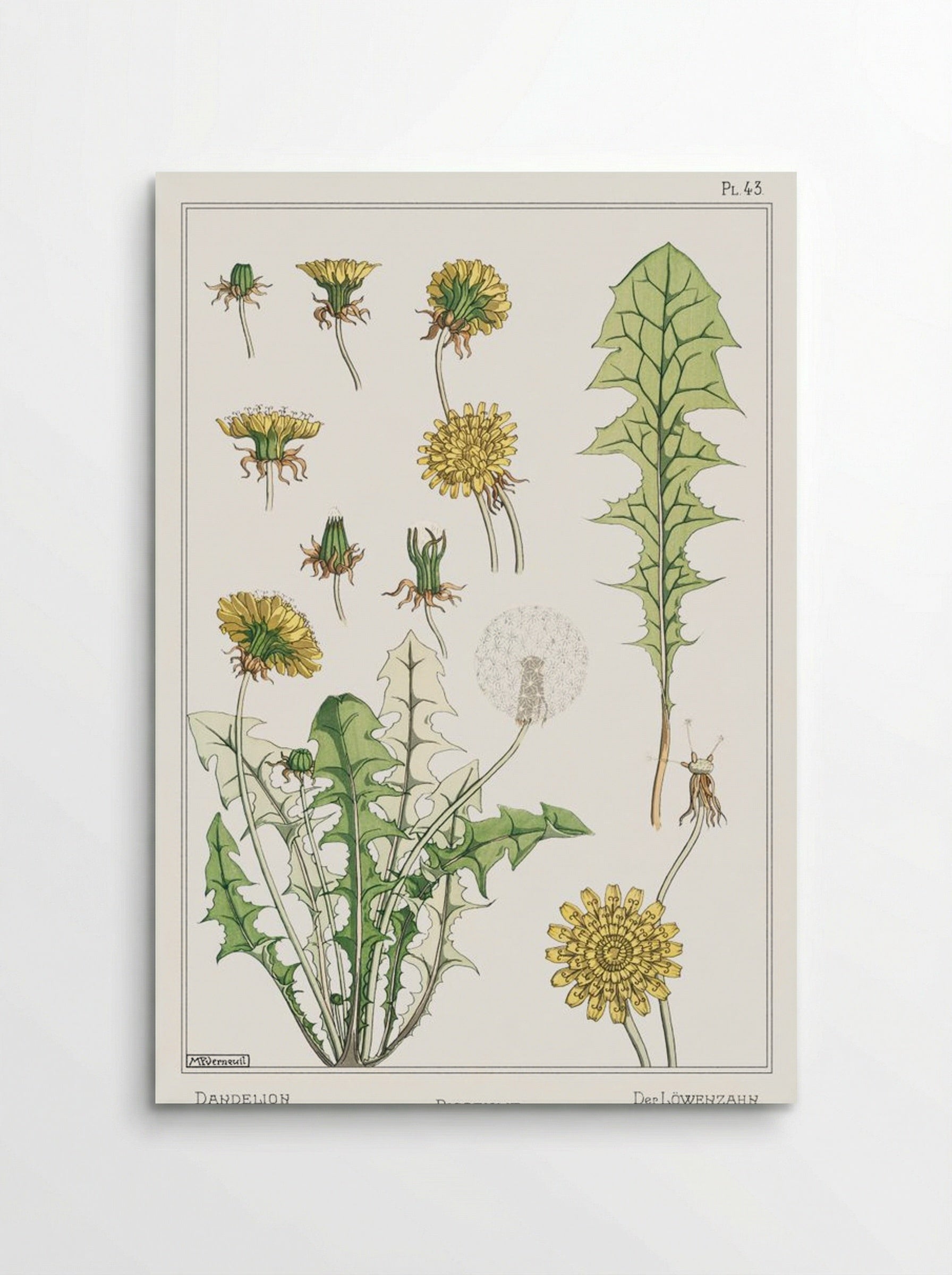 Pissenlit (Dandelion) from La Plante et ses Applications ornementales - Maurice Pillard Verneuil - Poster