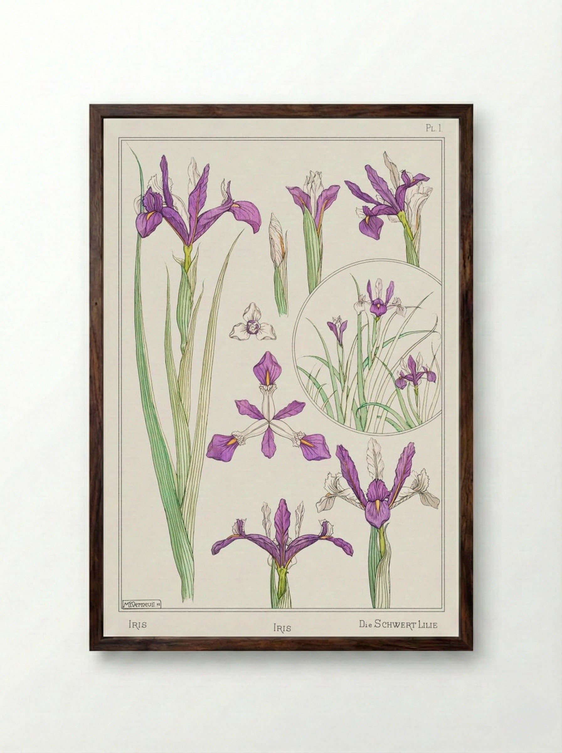 Iris, from La Plante et ses Applications ornementales - Maurice Pillard Verneuil - Framed Print Dark Wood