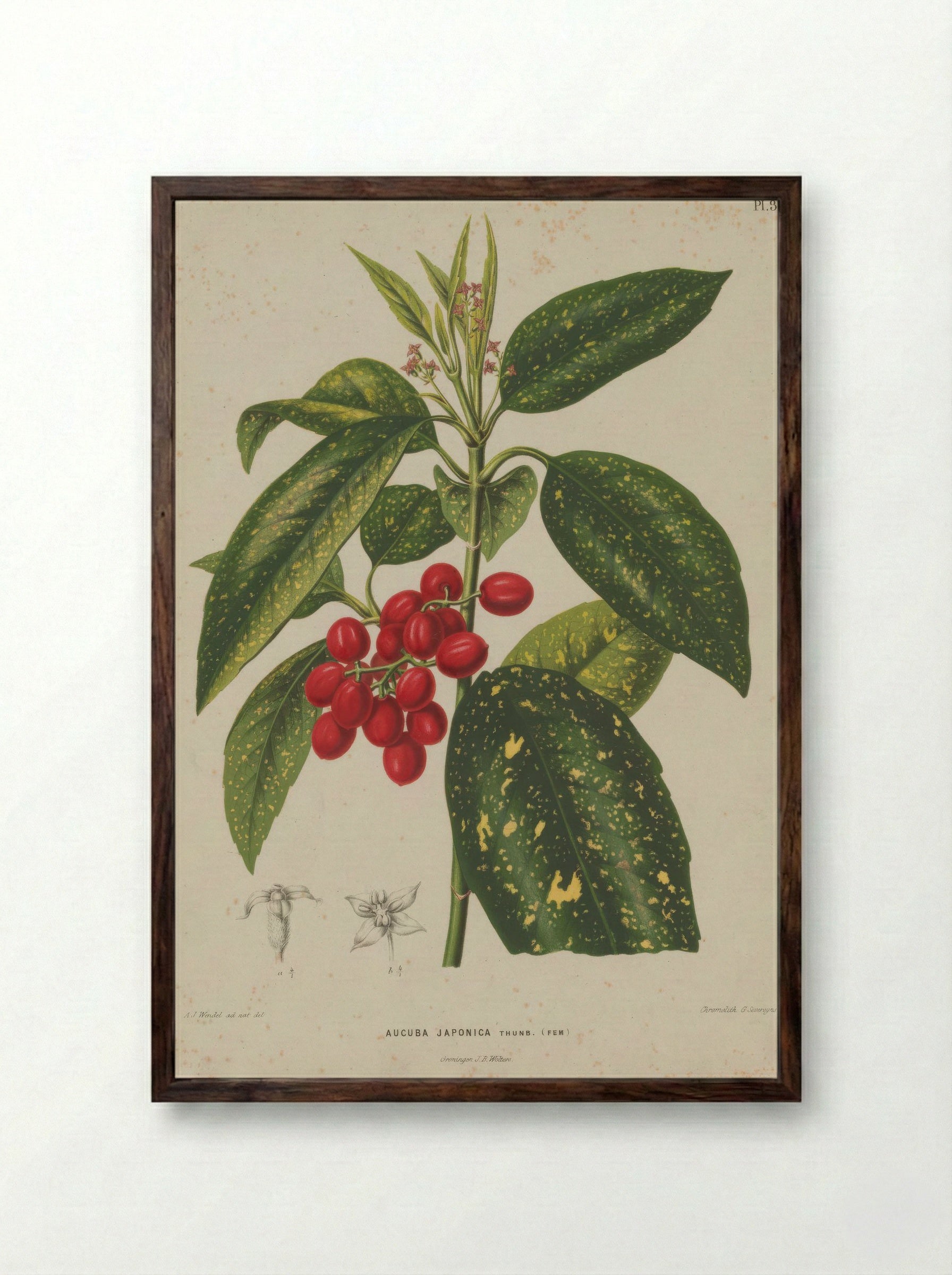 Aucuba Japonica Thunb. - A. J. Wendel - Framed Print Dark Wood