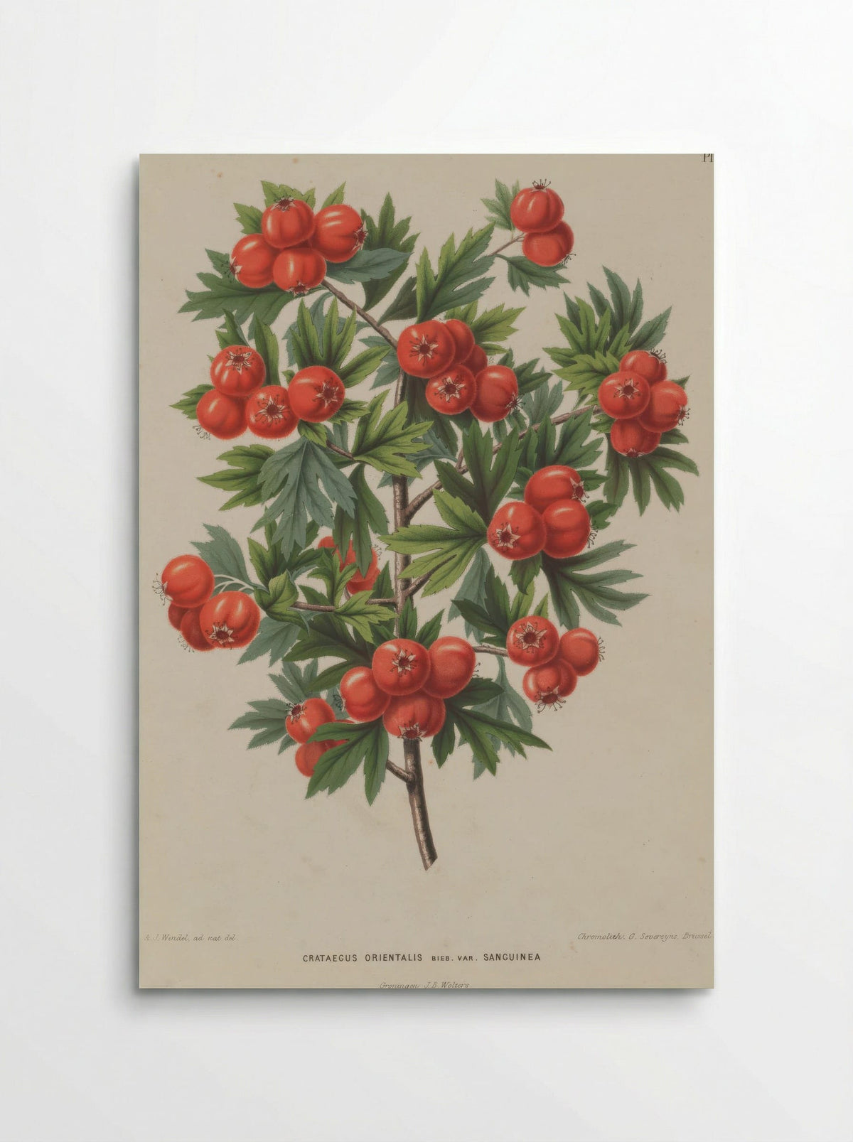 Crataegus Orientalis Pallas Ex Bieb. - A. J. Wendel - Poster