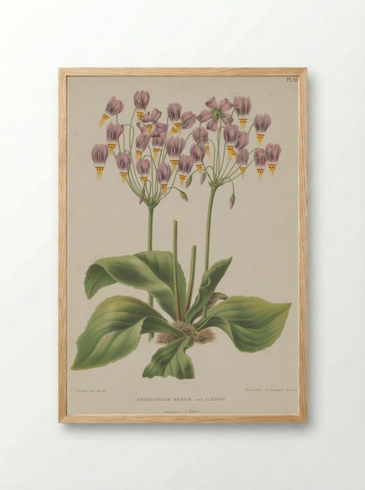 Dodecatheon Meadia L. - A. J. Wendel - Framed Print Wood