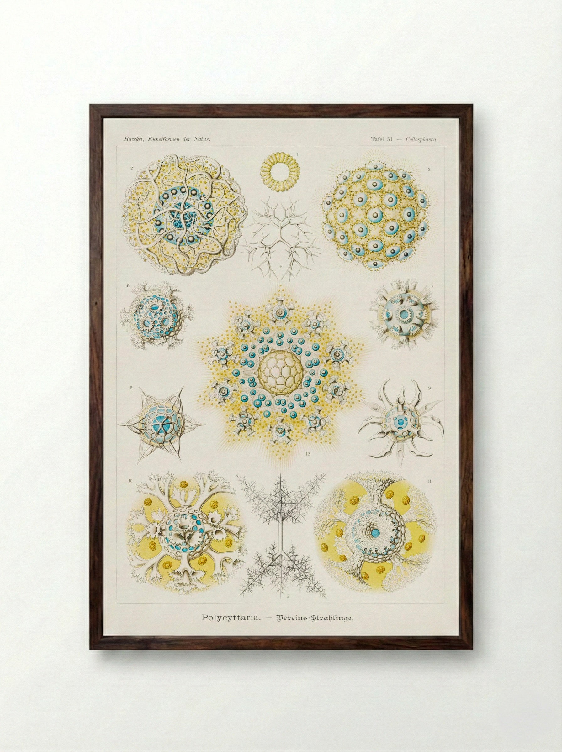 Polycyttaria-Vereins-Strahlinge (1904) - Ernst Haeckel - Framed Print Dark Wood