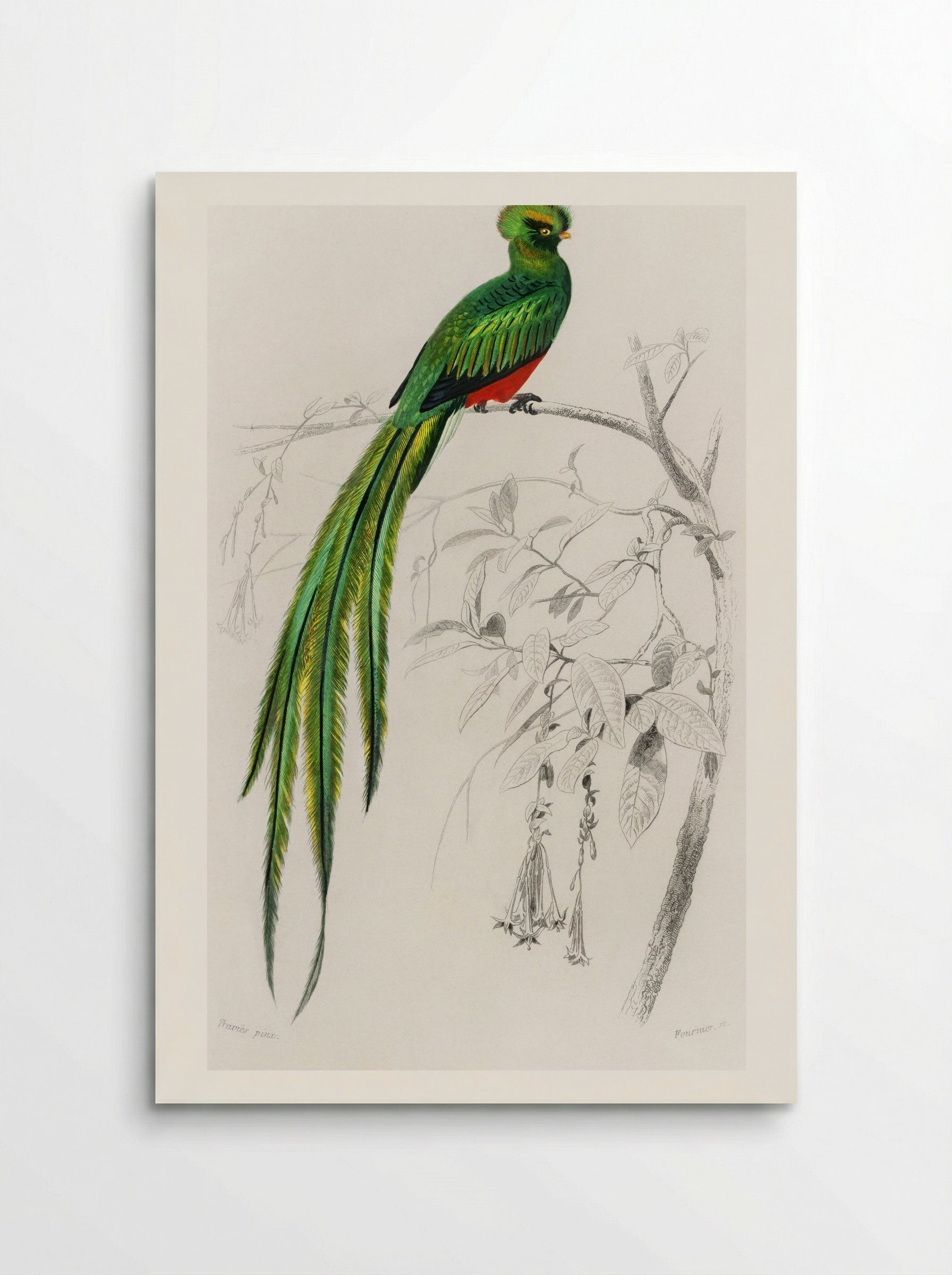 Pavonine Quetzal - Charles Dessalines D'Orbigny - Poster