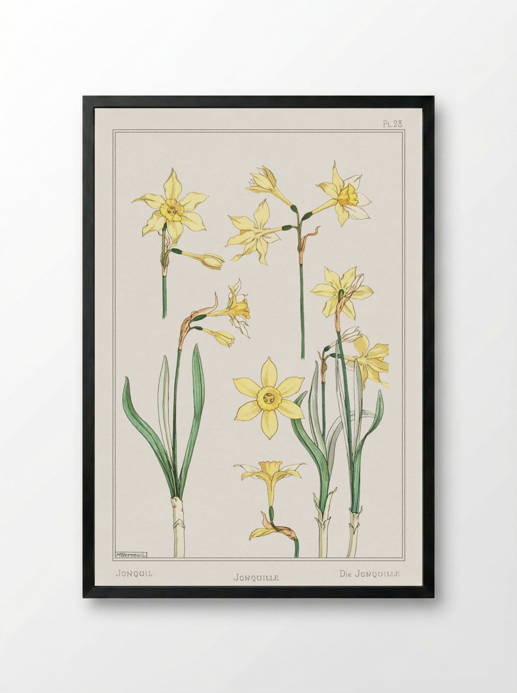 Jonquille or Jonquil - Maurice Pillard Verneuil - Framed Print Black