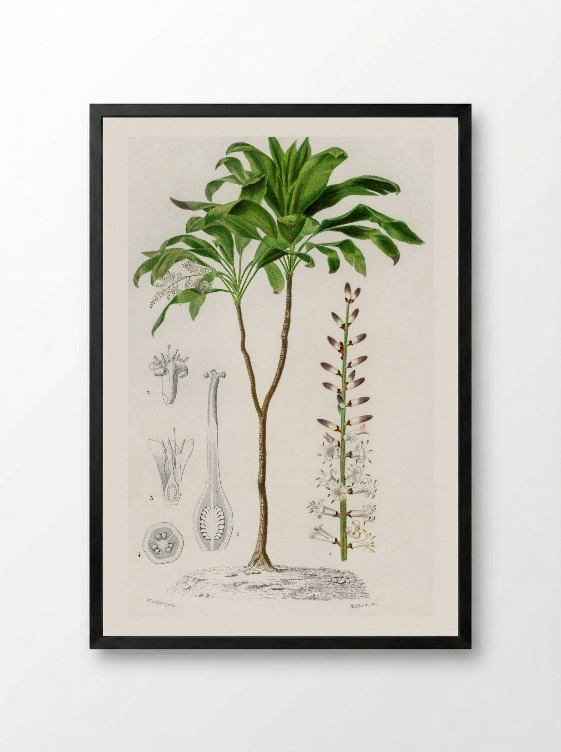 Dracaena brasiliensis - Charles Dessalines D'Orbigny - Framed Print Black