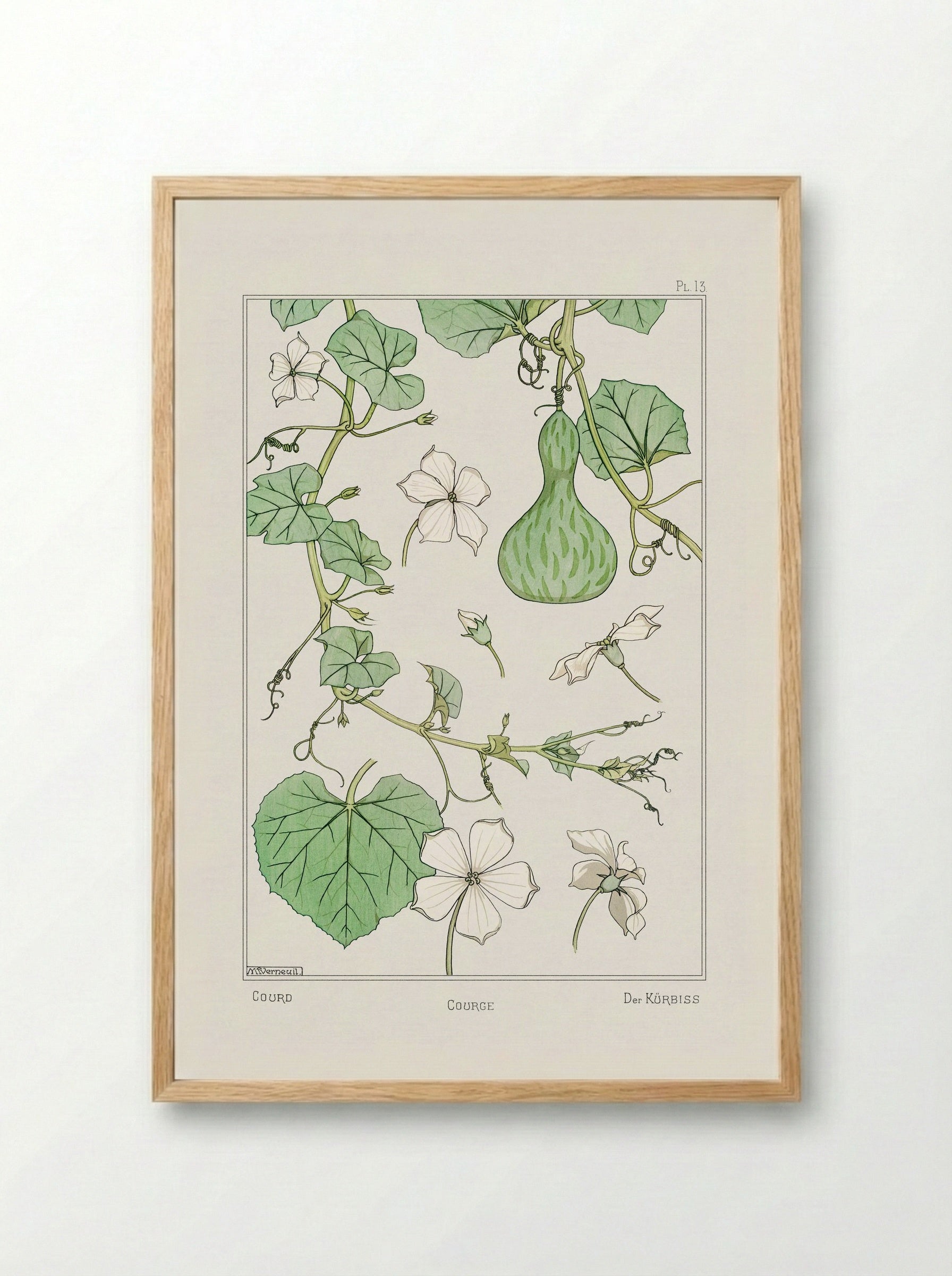 Courge (White-Flowered Gourd) - Maurice Pillard Verneuil - Framed Print Wood