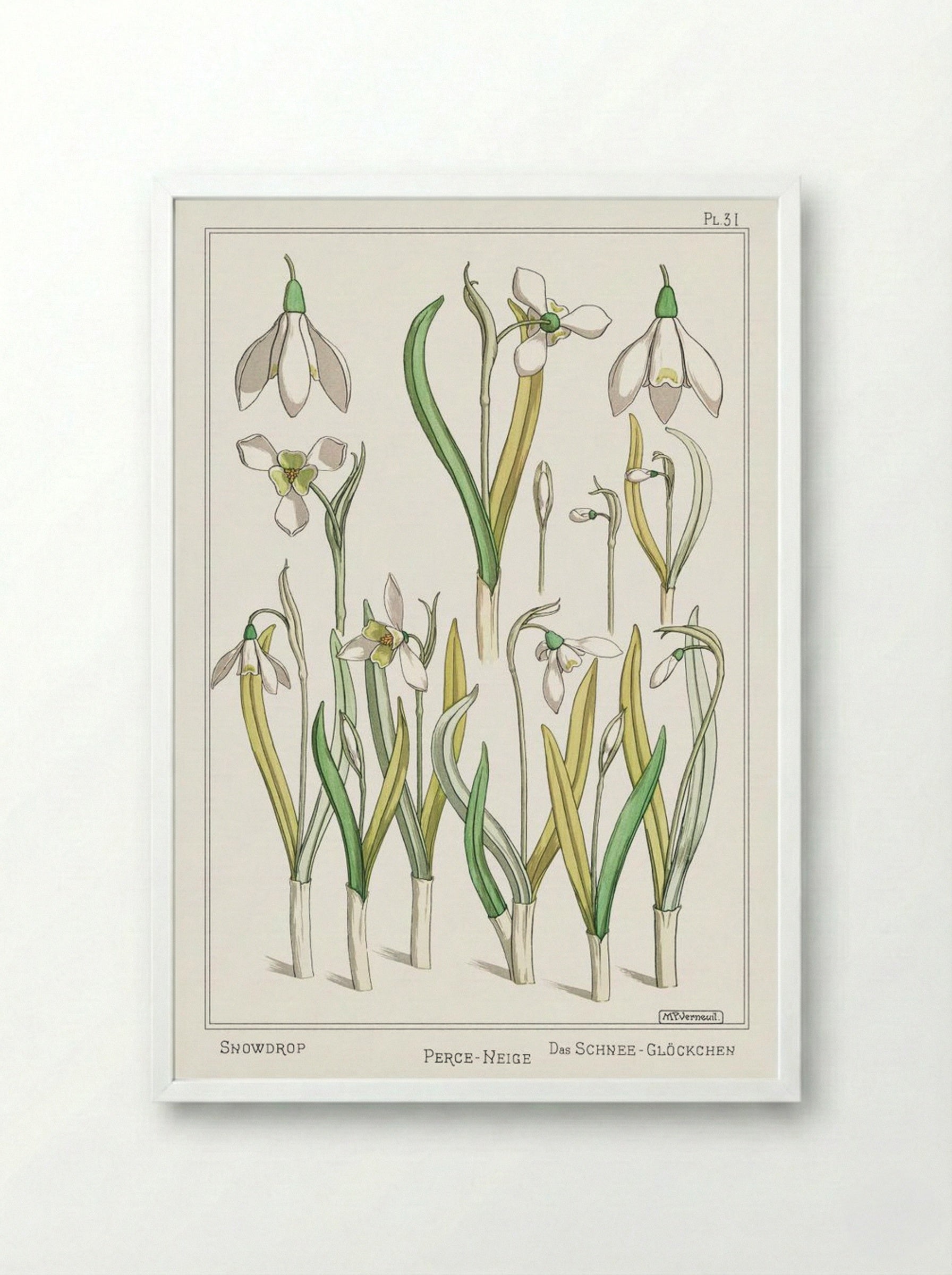 Perce-Neige (Snowdrops) - Maurice Pillard Verneuil - Framed Print White
