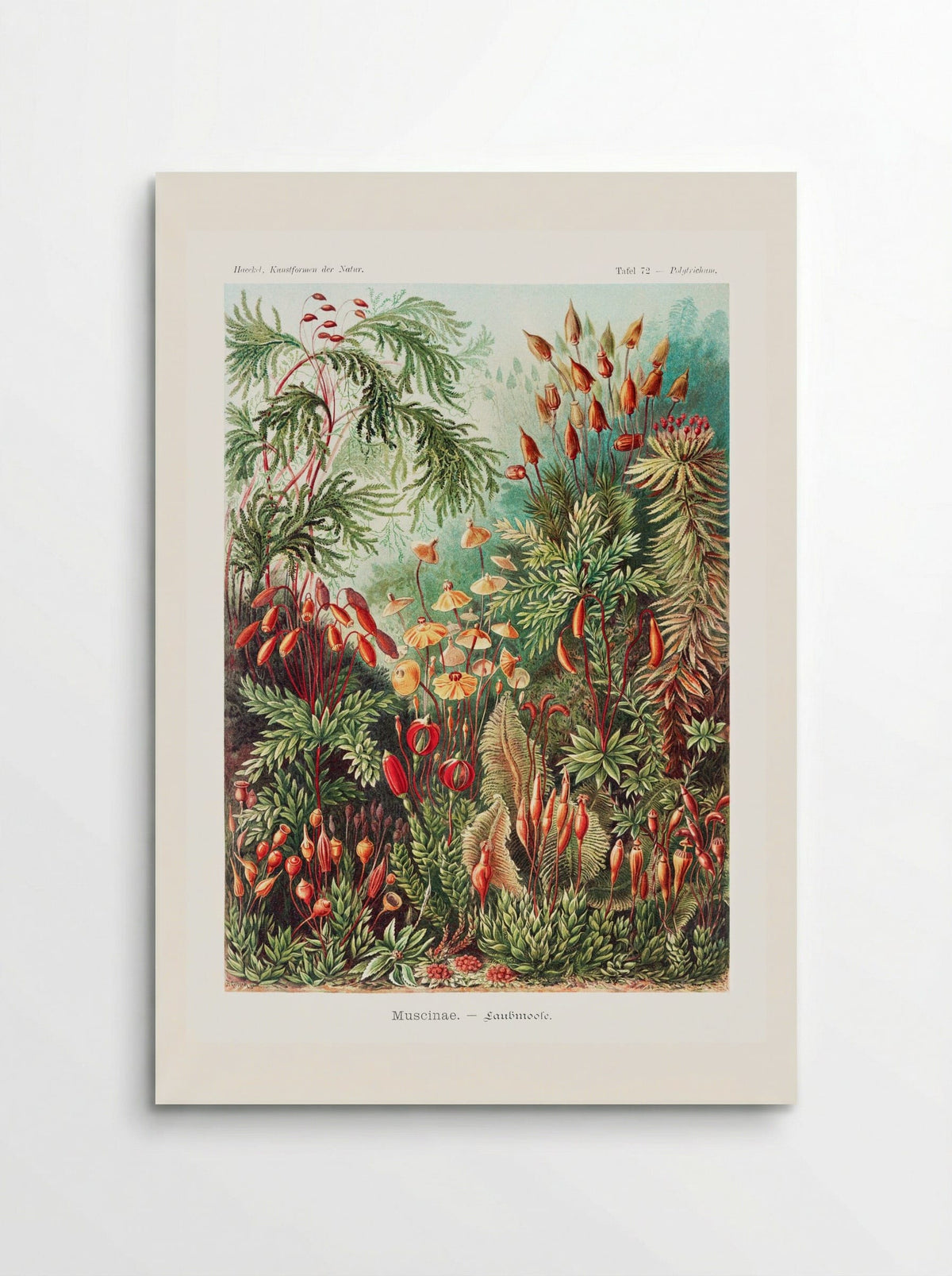 Muscinae-Laubmoose (1904) - Ernst Haeckel - Poster