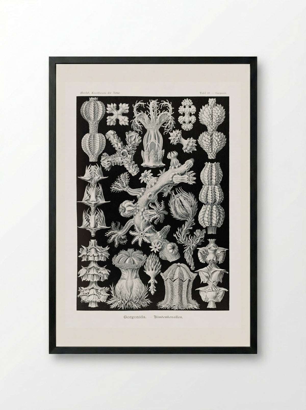 Gorgonida-Rindenkorallen (1904) - Ernst Haeckel - Framed Print Black