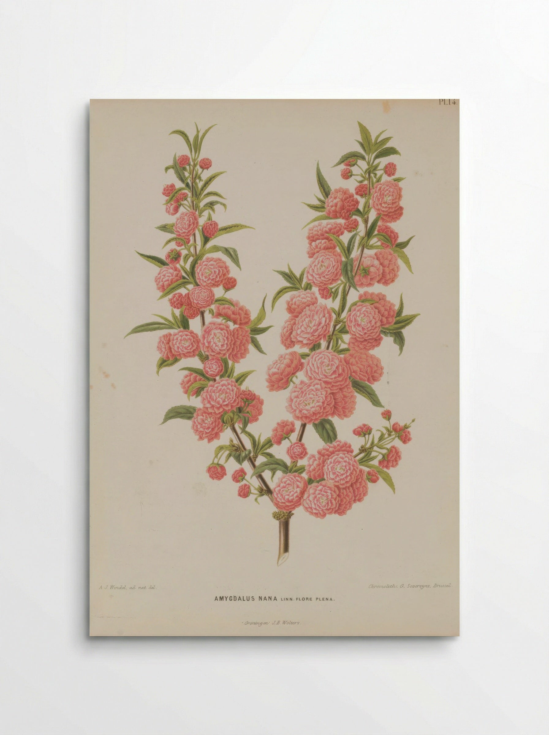 Amygdalus Nana L. - A. J. Wendel - Poster