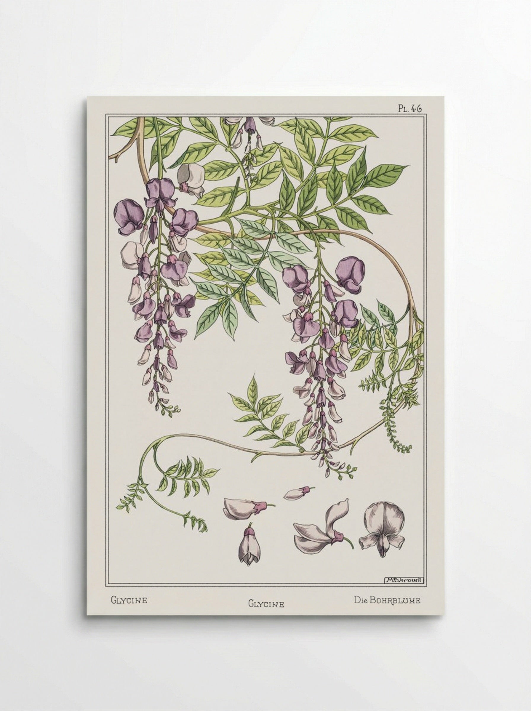 Glycine, Wisteria - Maurice Pillard Verneuil - Poster