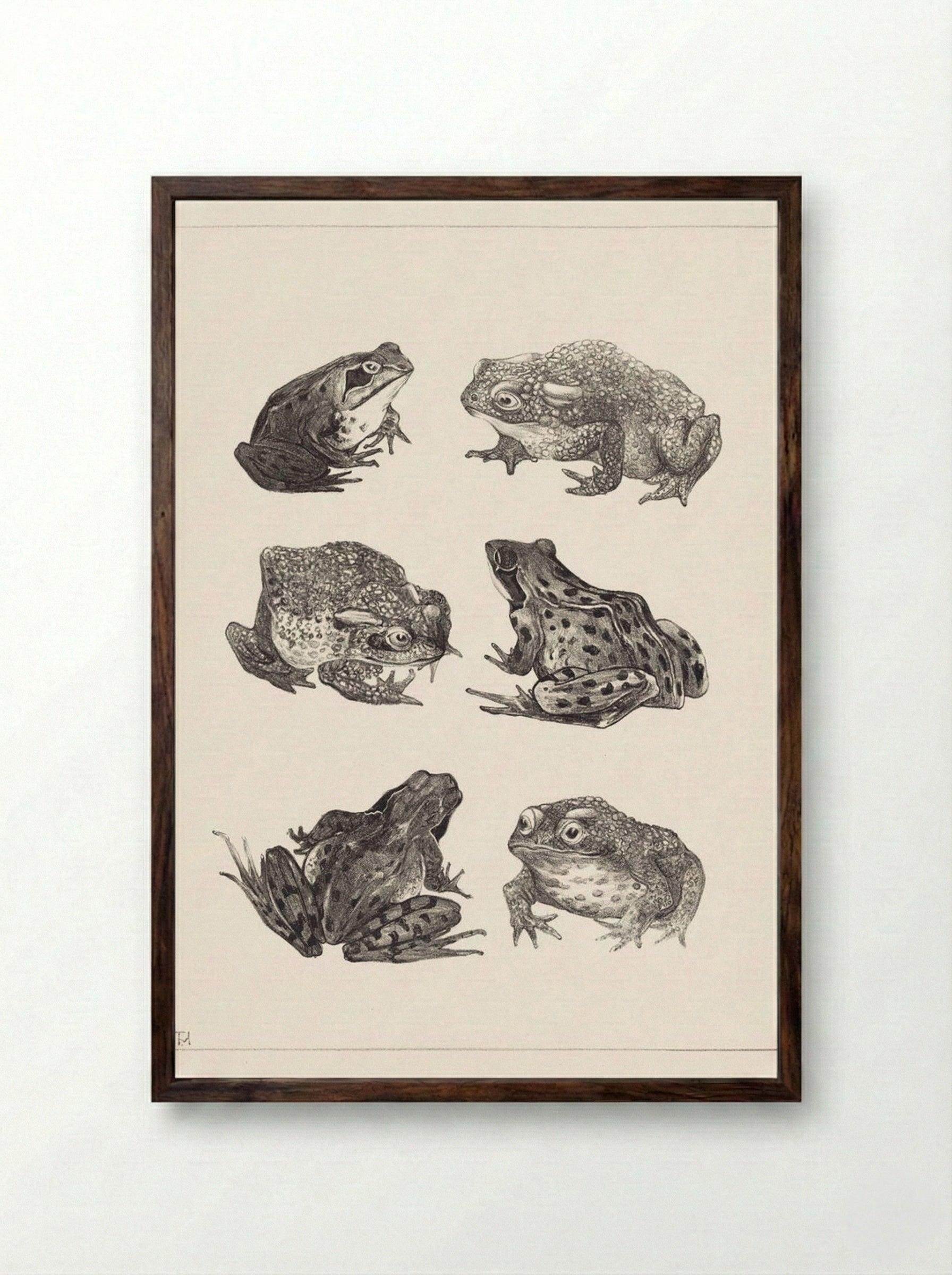 Six Frogs and Toads - Theo van Hoytema - Framed Print Dark Wood
