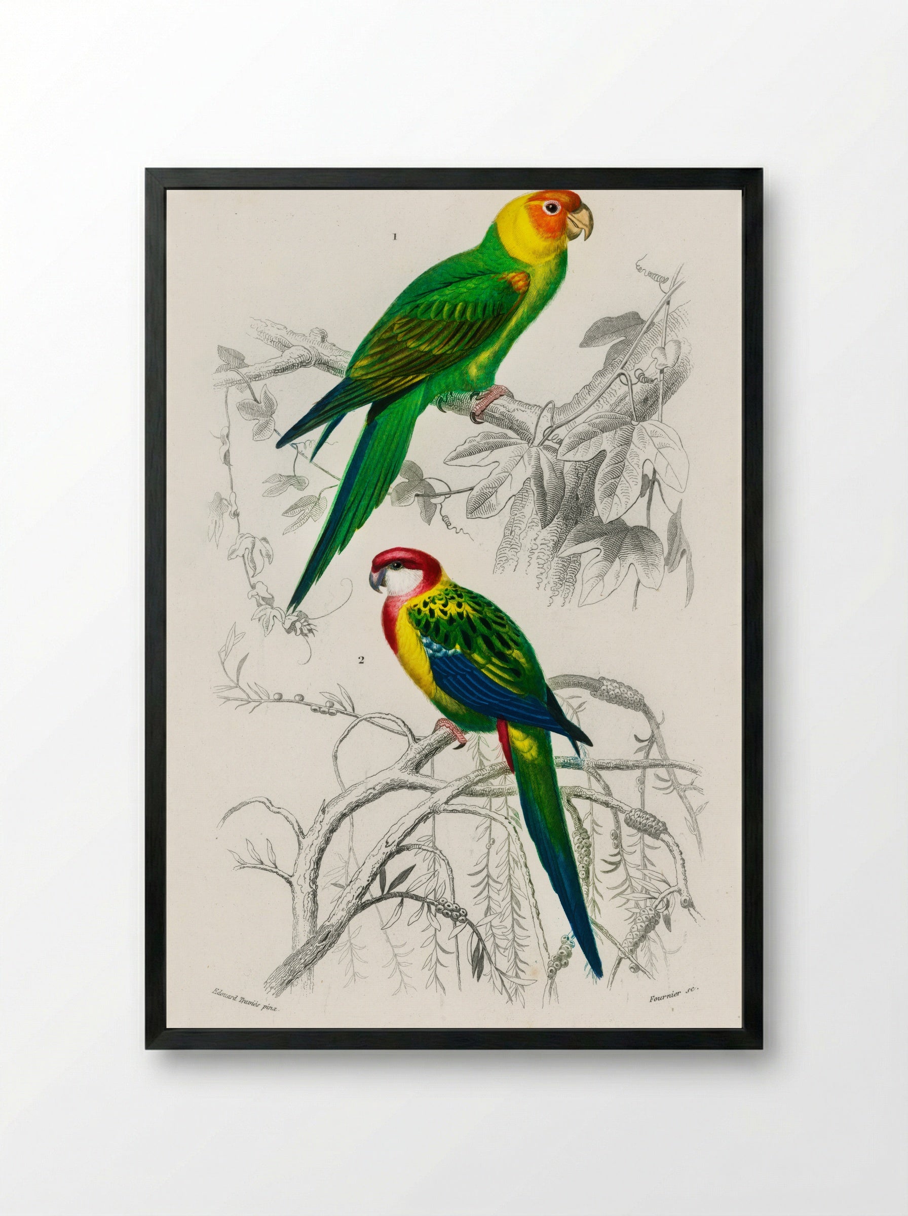Different Types of Birds - Charles Dessalines D'Orbigny - Framed Print Black