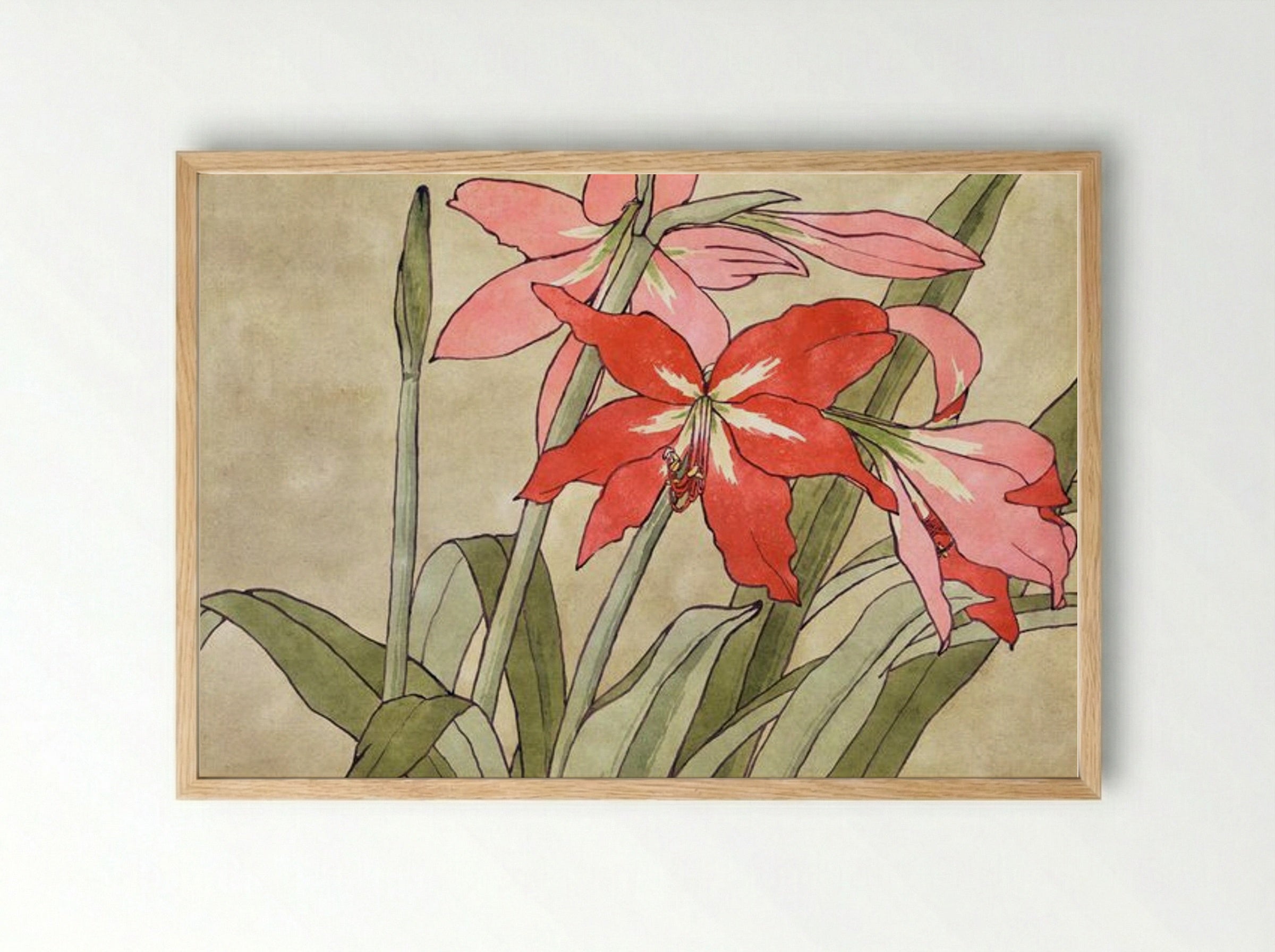 Amaryllis - Hannah Borger Overbeck - Framed Print Wood