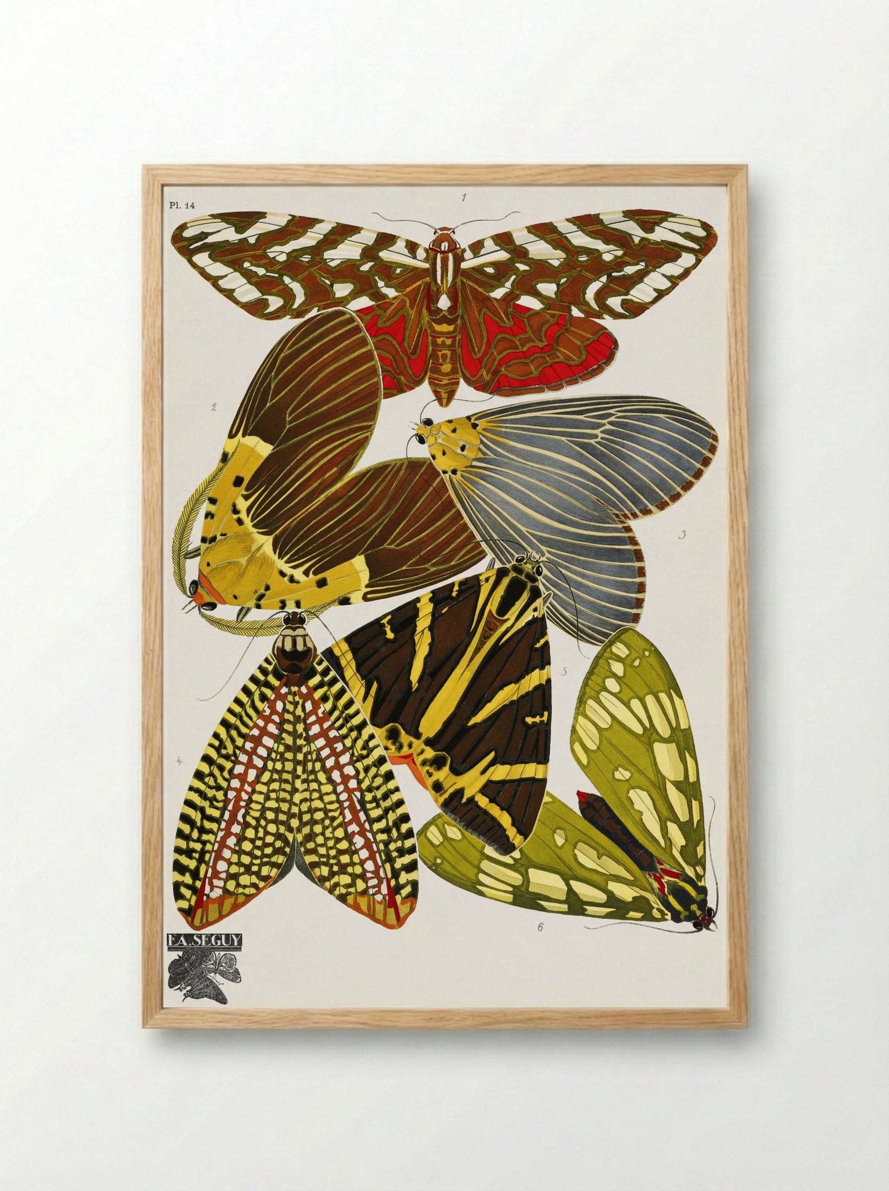 Butterflies, Plate 14 - Émile-Allain Séguy - Framed Print Wood