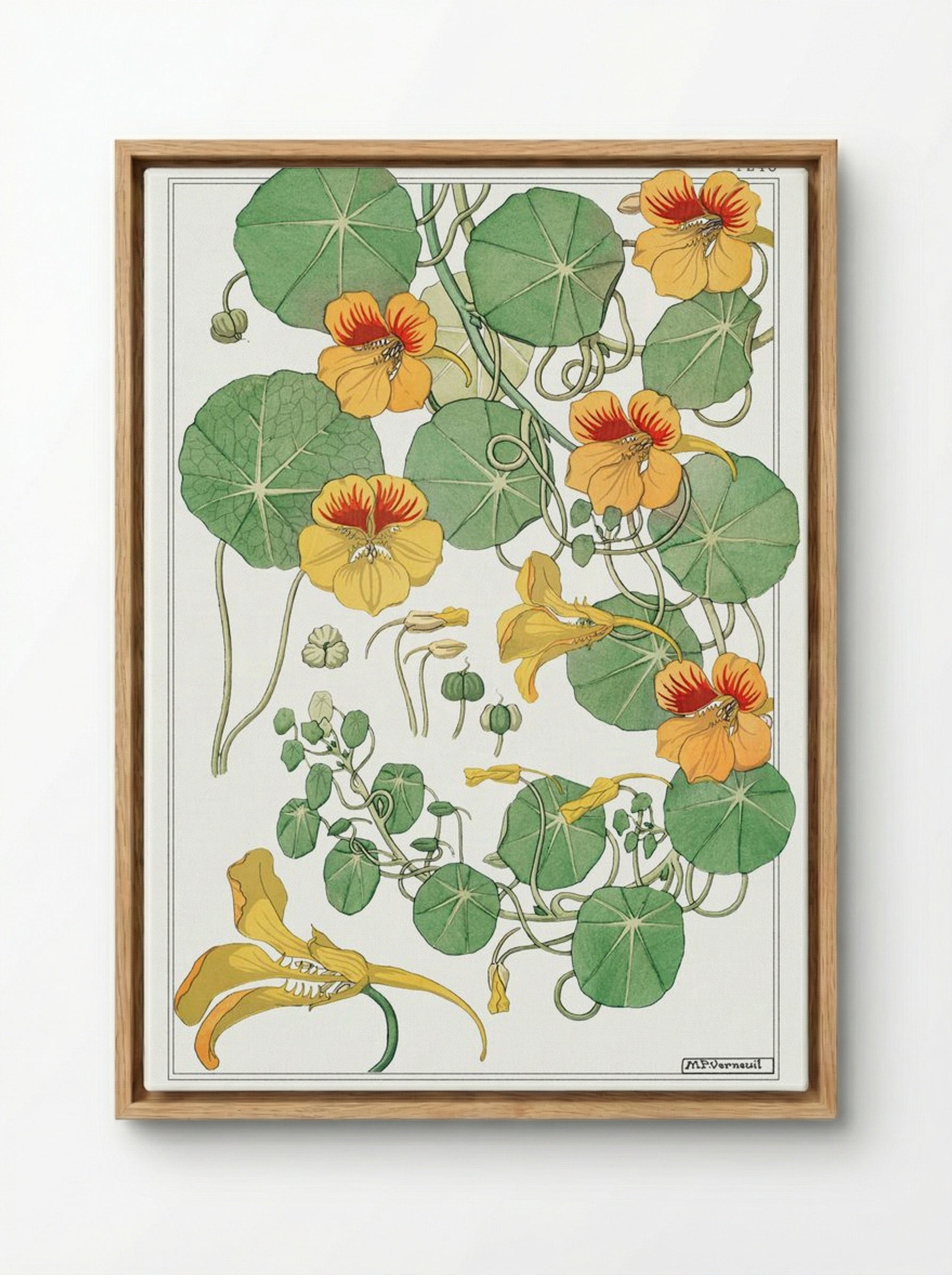 Capucine (Nasturtium) - Maurice Pillard Verneuil - Framed Canvas Wood
