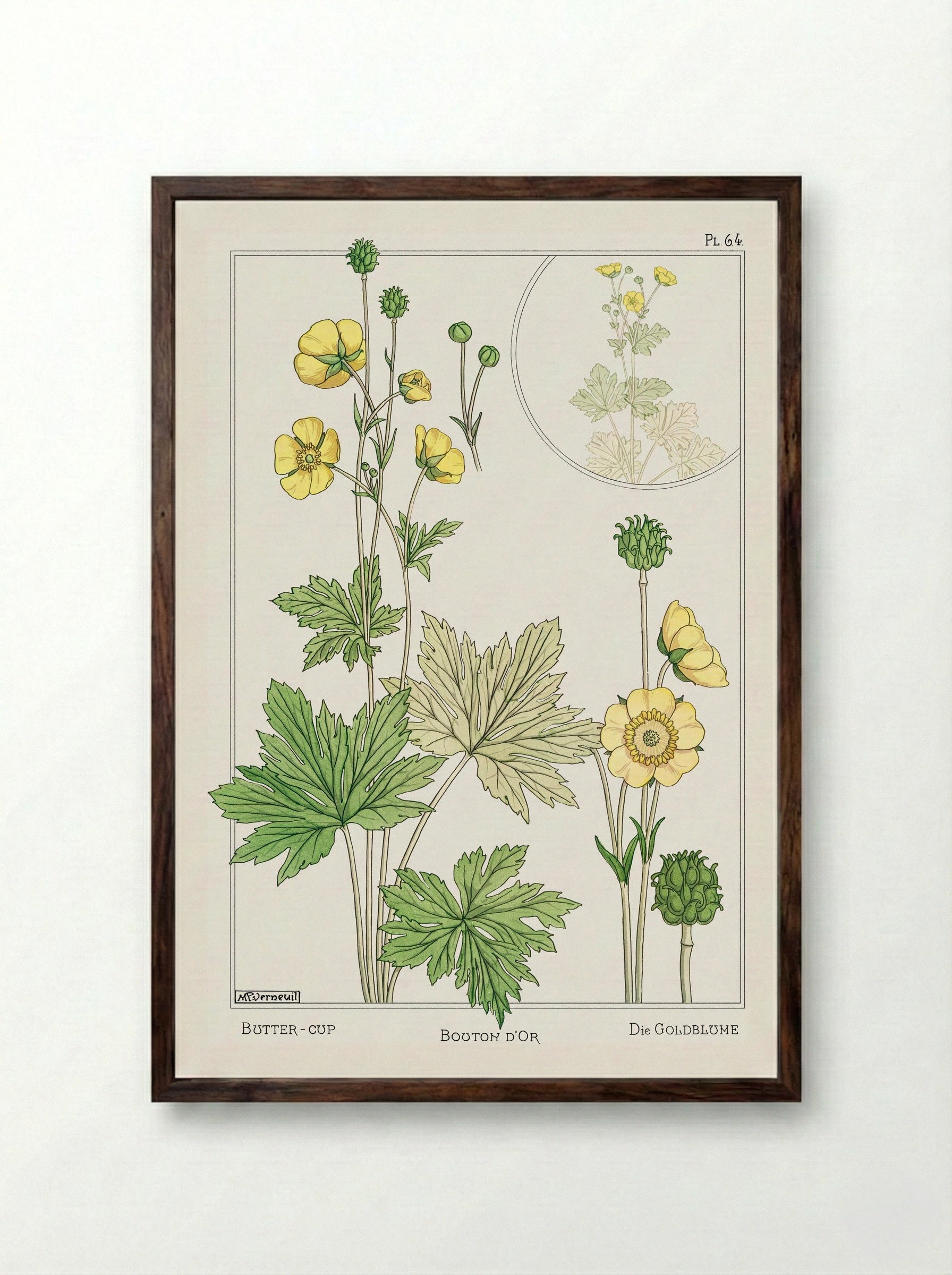 Bouton d'Or (Buttercup) - Maurice Pillard Verneuil - Framed Print Dark Wood