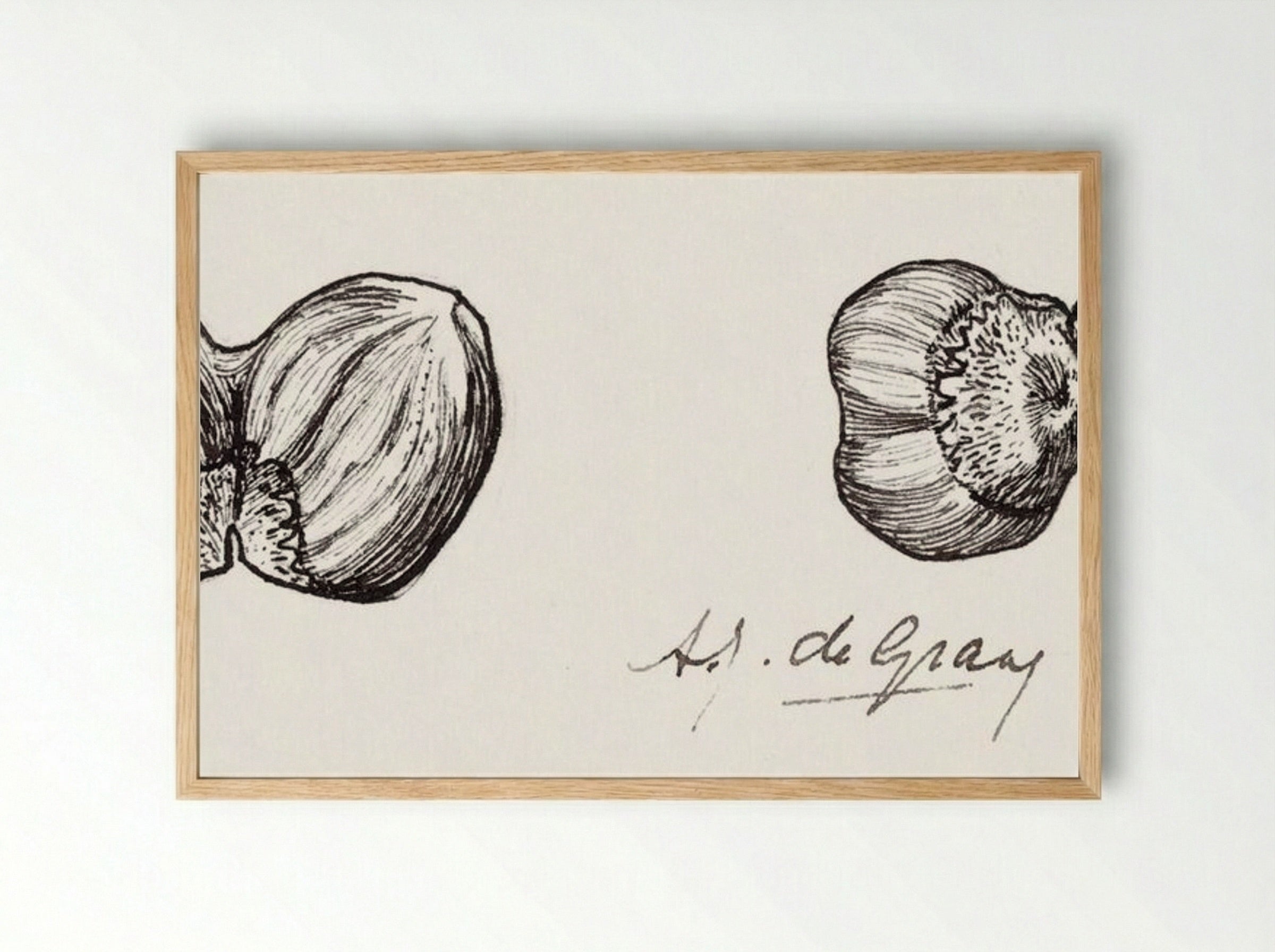 Study of Two Hazelnuts - Julie de Graag - Framed Print Wood