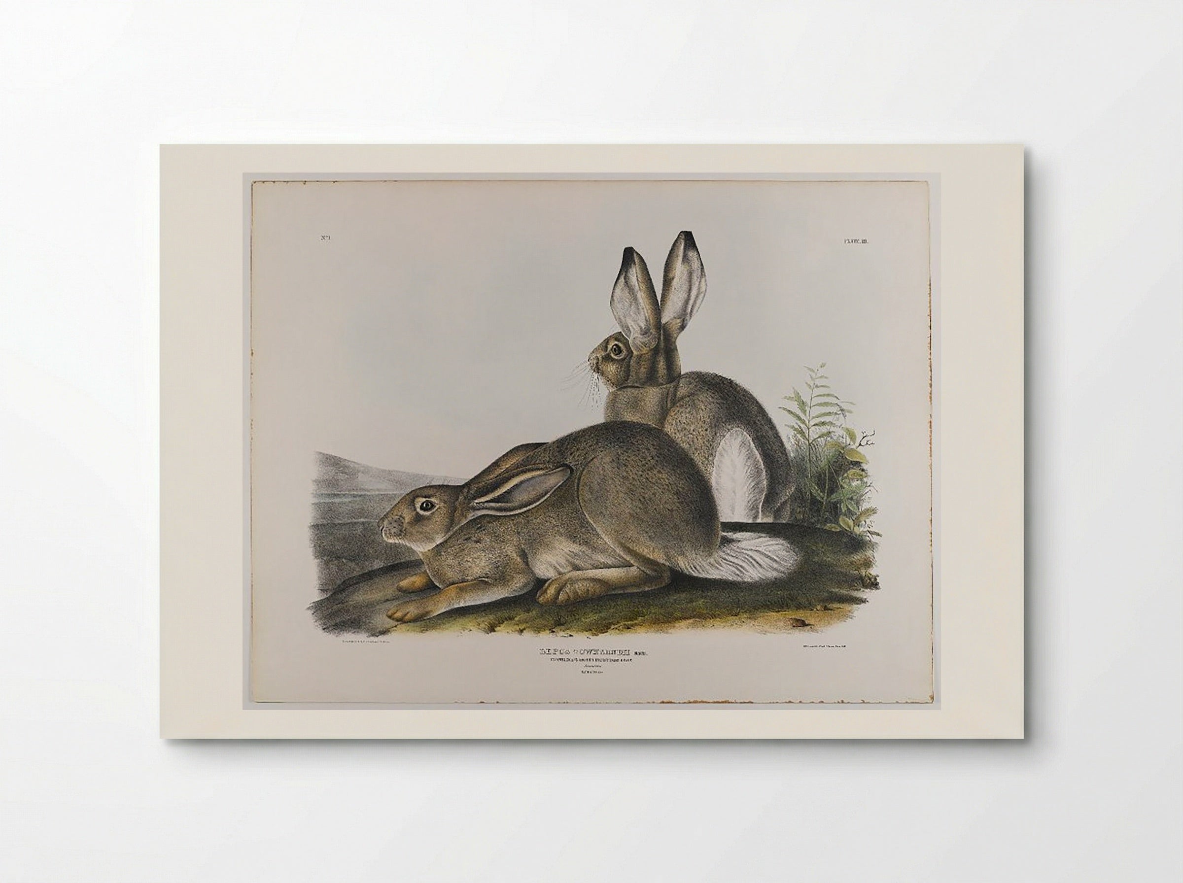 Townsend's Rocky Mountain Hare - John James Audubon - Poster