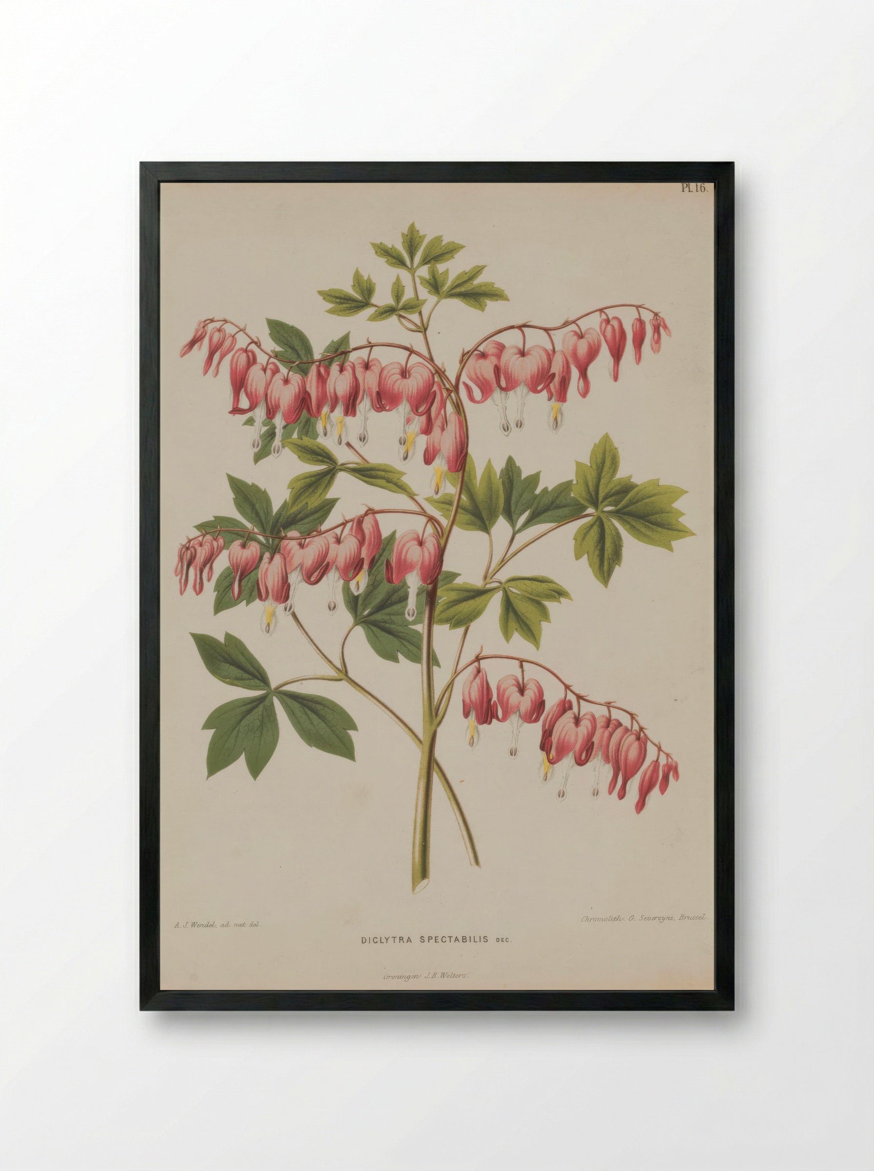 Fumaria spectabilis – A.J. Wendel - Framed Print Black