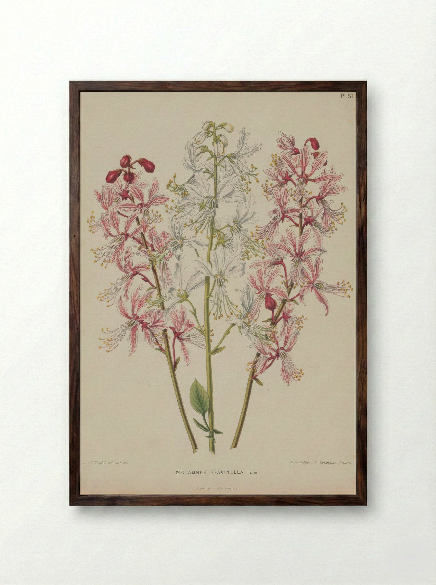Dictamnus Albus L. - A. J. Wendel - Framed Print Dark Wood