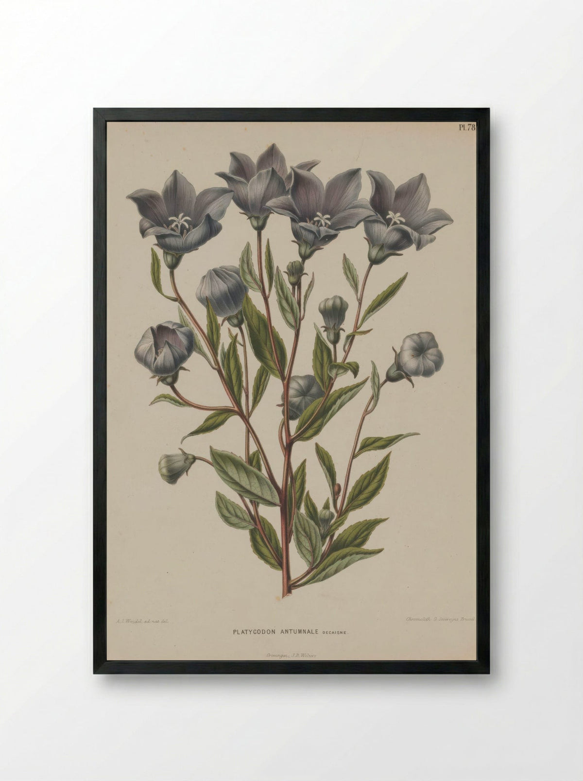Campanula Grandiflora Jacq. - A. J. Wendel - Framed Print Black