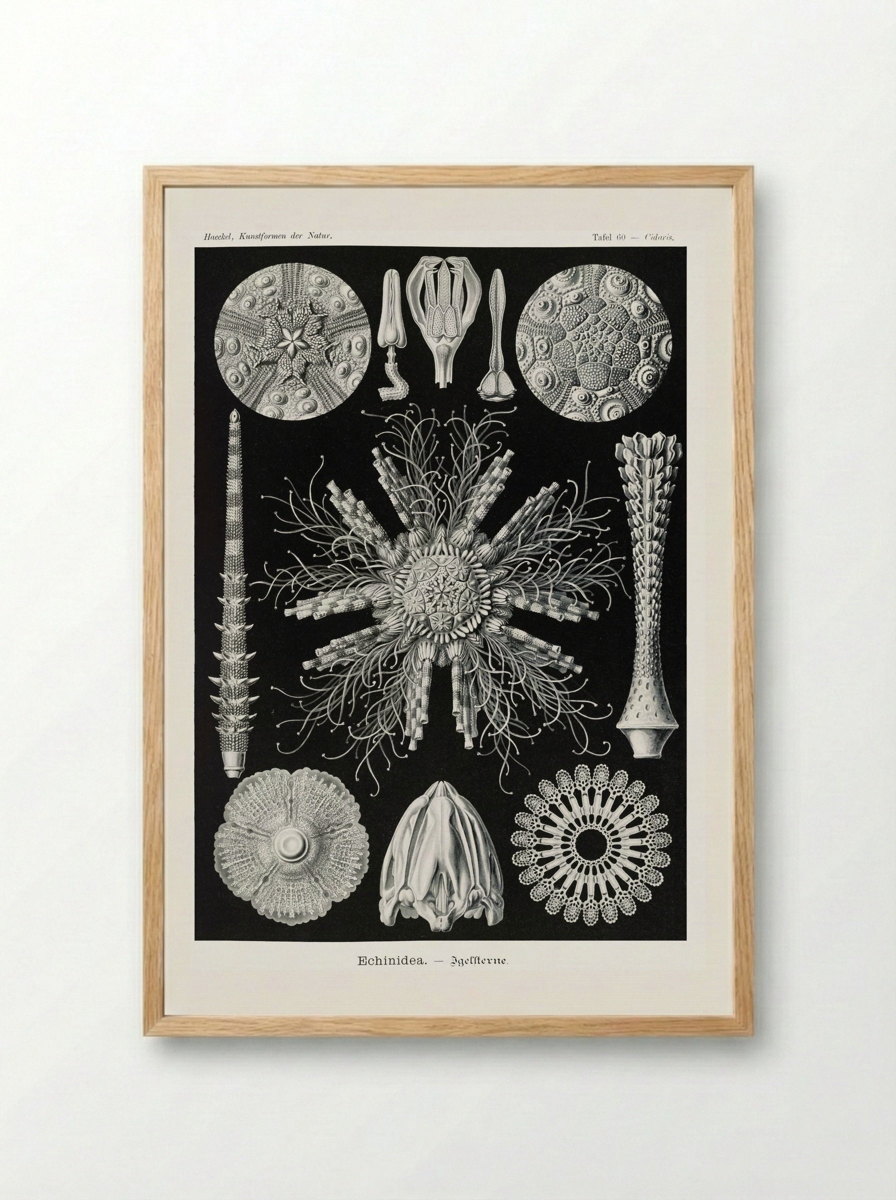 Echinidea-Igelsterne (1904) - Ernst Haeckel - Framed Print Wood