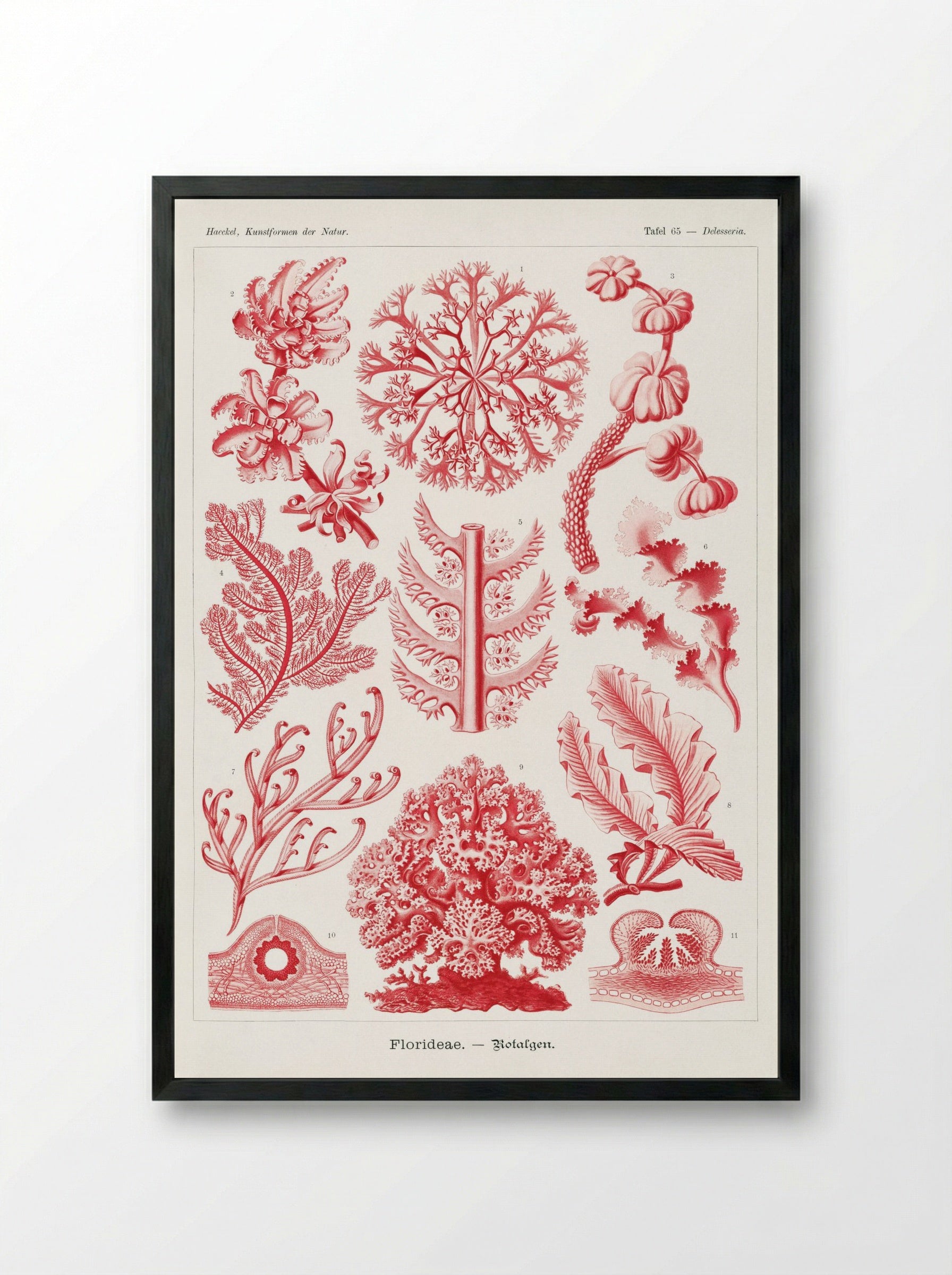 Florideae-Rotalgen (1904) - Ernst Haeckel - Framed Print Black