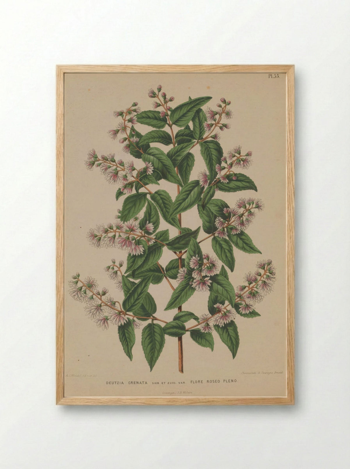 Deutzia Crenata Siebold Zucc. - A. J. Wendel - Framed Print Wood