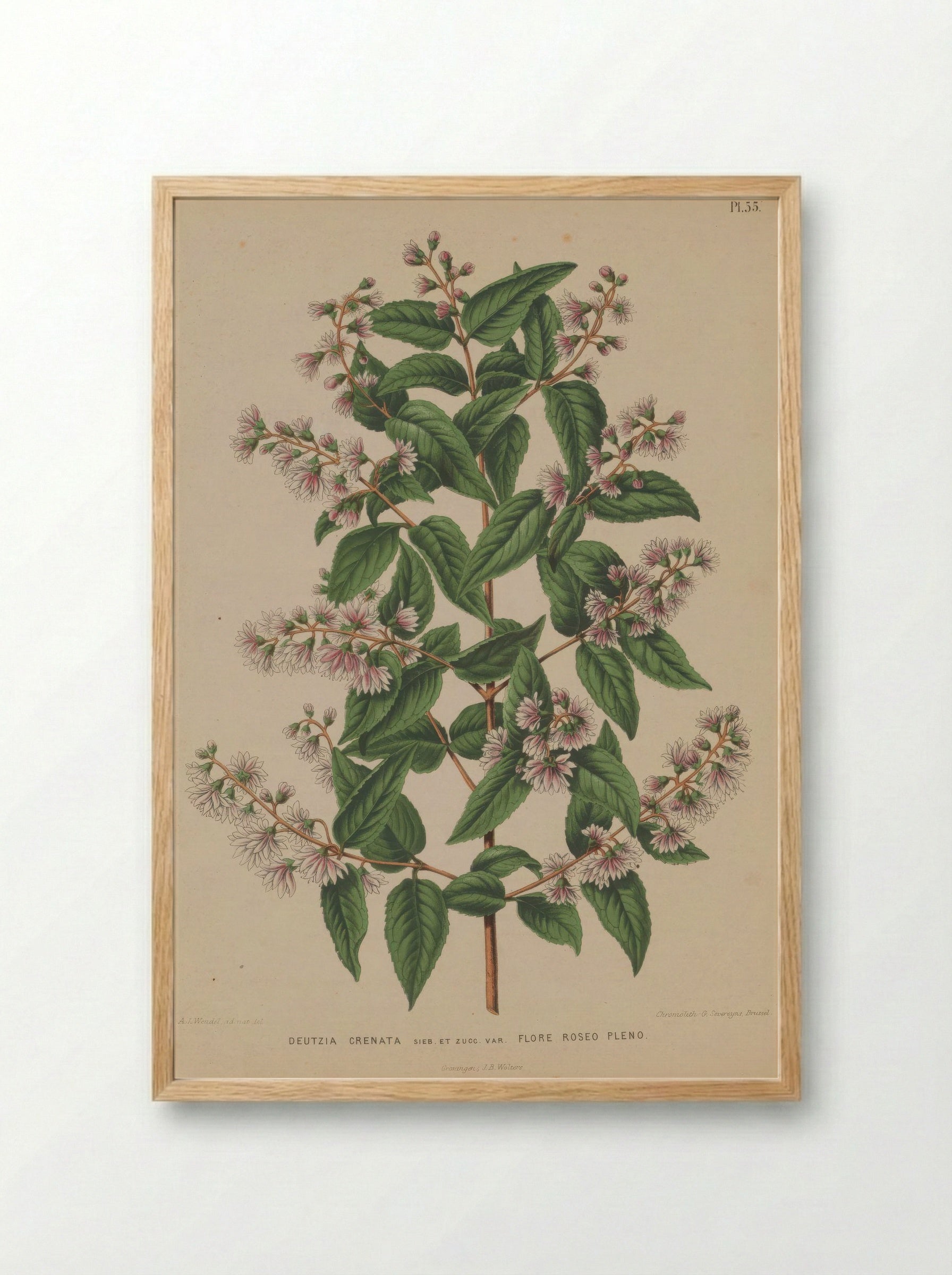 Deutzia Crenata Siebold Zucc. - A. J. Wendel - Framed Print Wood