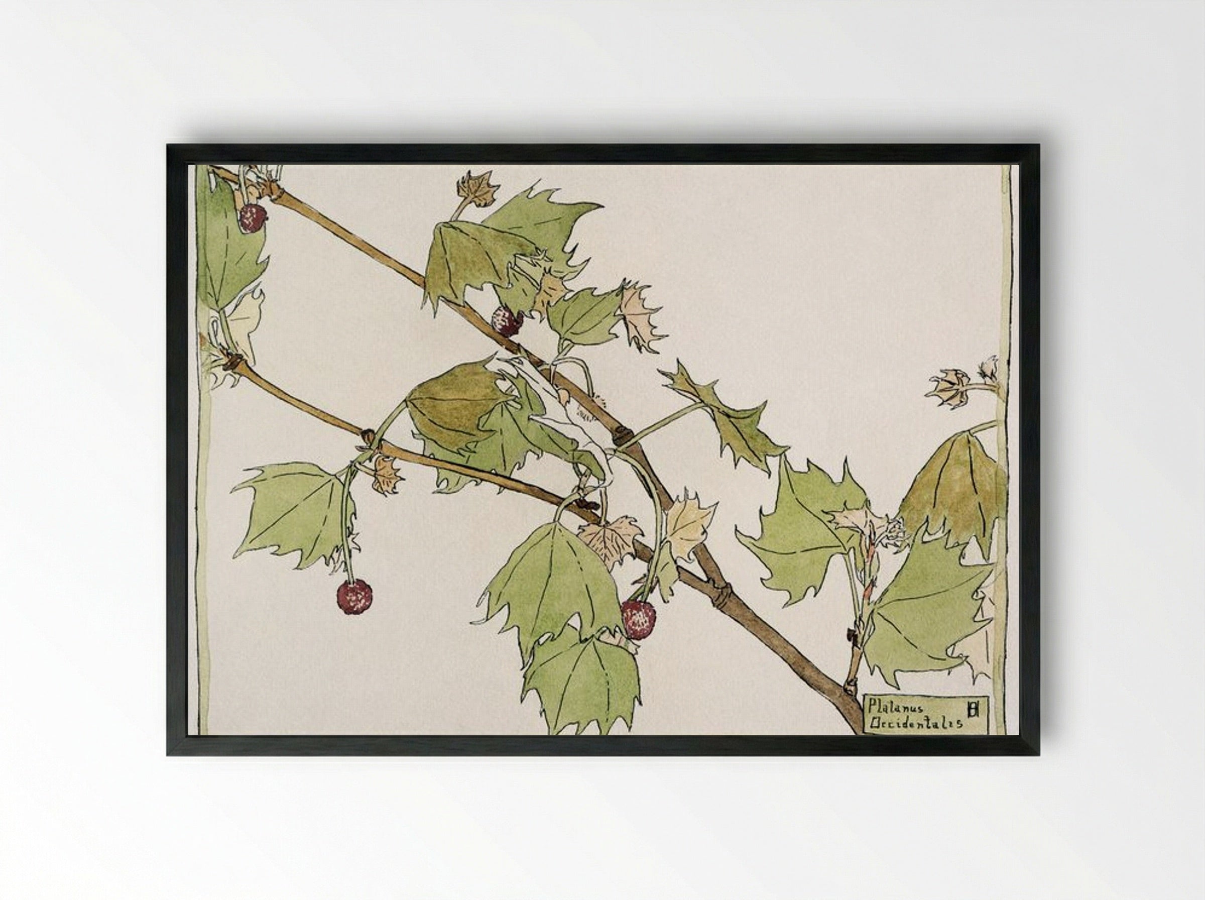Sycamore - Hannah Borger Overbeck - Framed Print Black